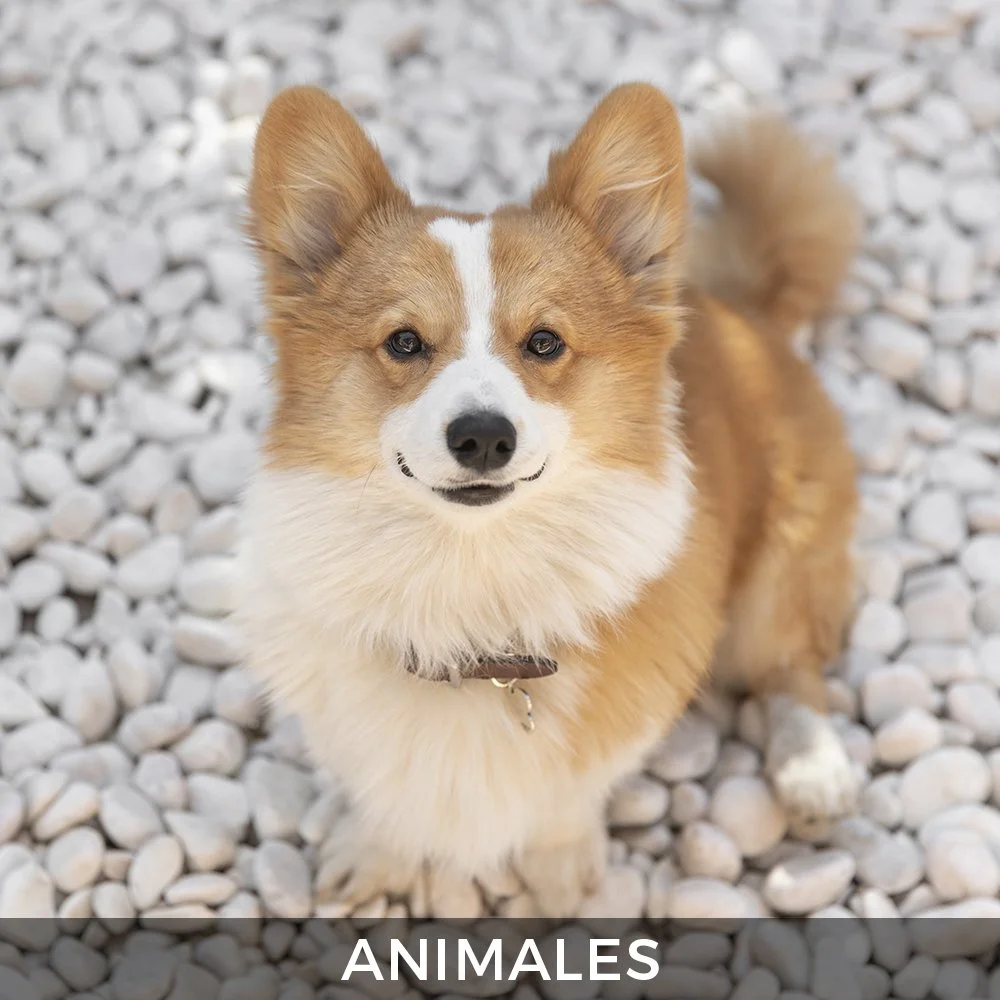 015 Animales copia.jpg