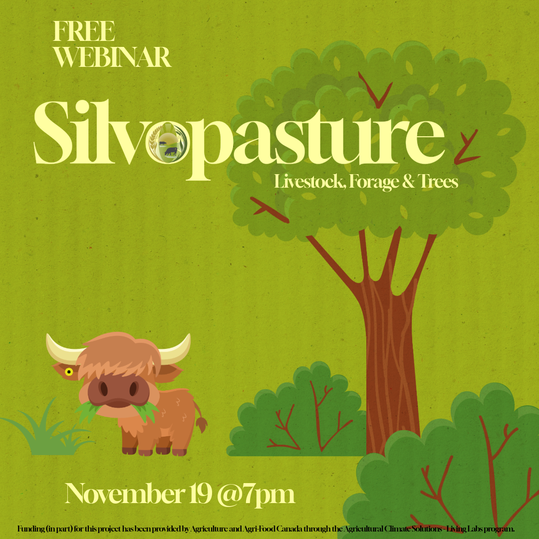 It's more than just trees: Silvopasture in Alberta.