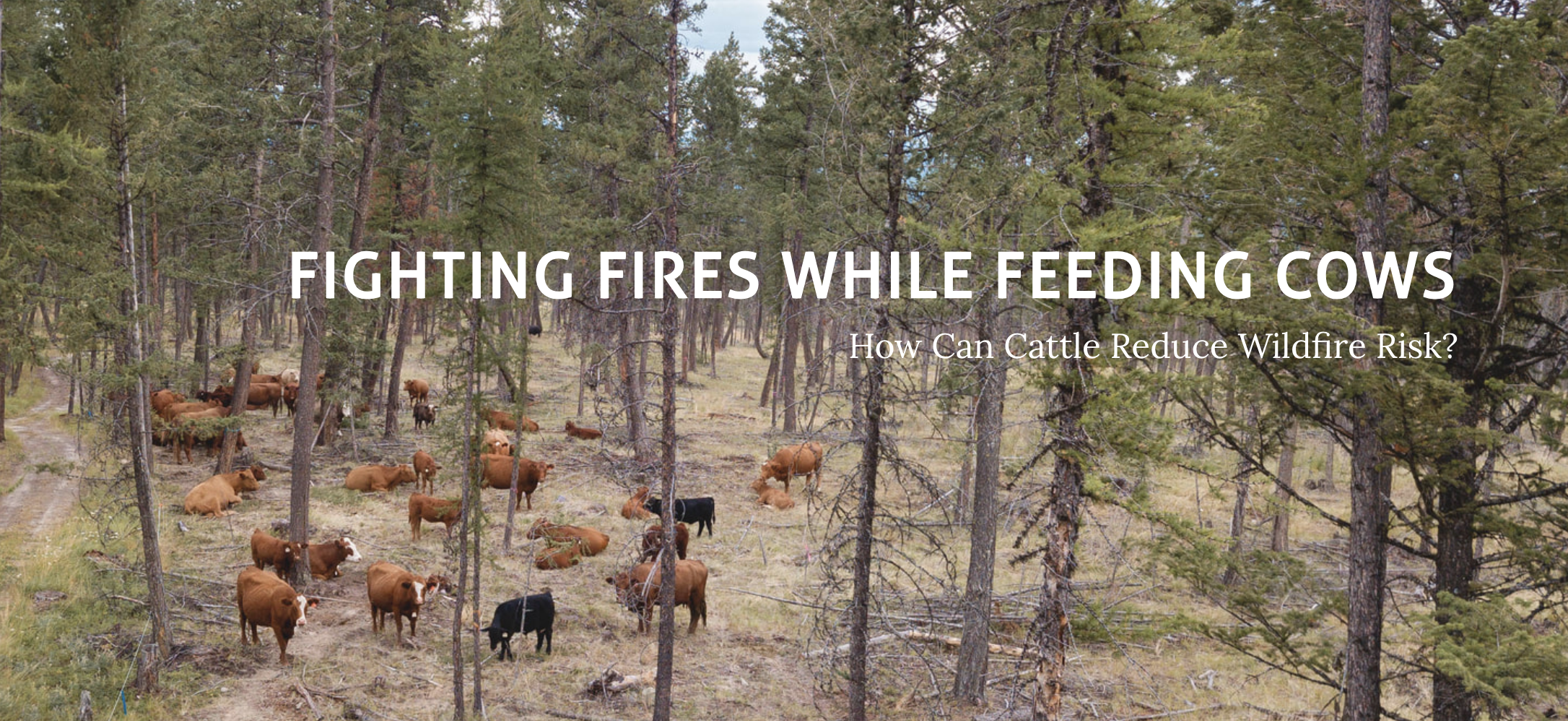 Too Close to Home: Fighting Fires while Feeding Cows.