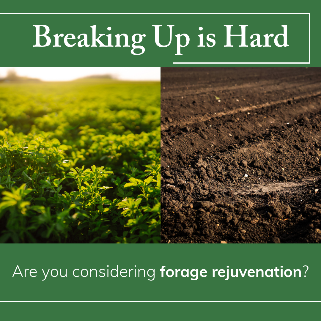 Cost or Pay? Economics of Forage Rejuvenation and Rotational Grazing.