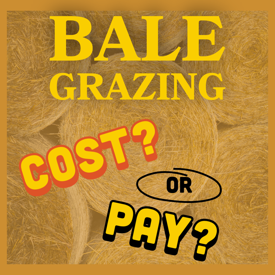 Cost or Pay? The Economics of Swath and Bale Grazing.