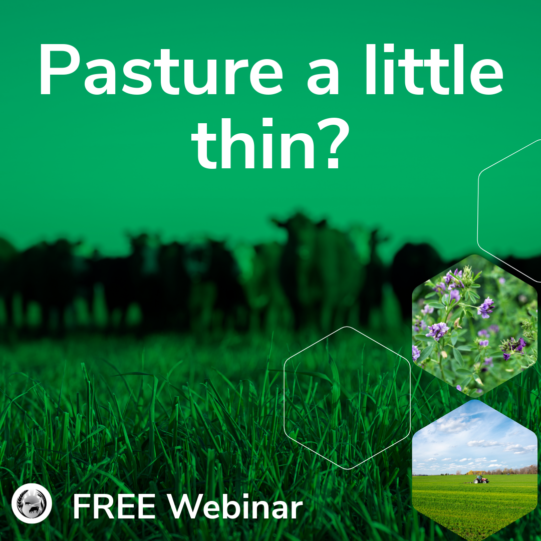 Overseeding: lessons learned in forage rejuvenation.