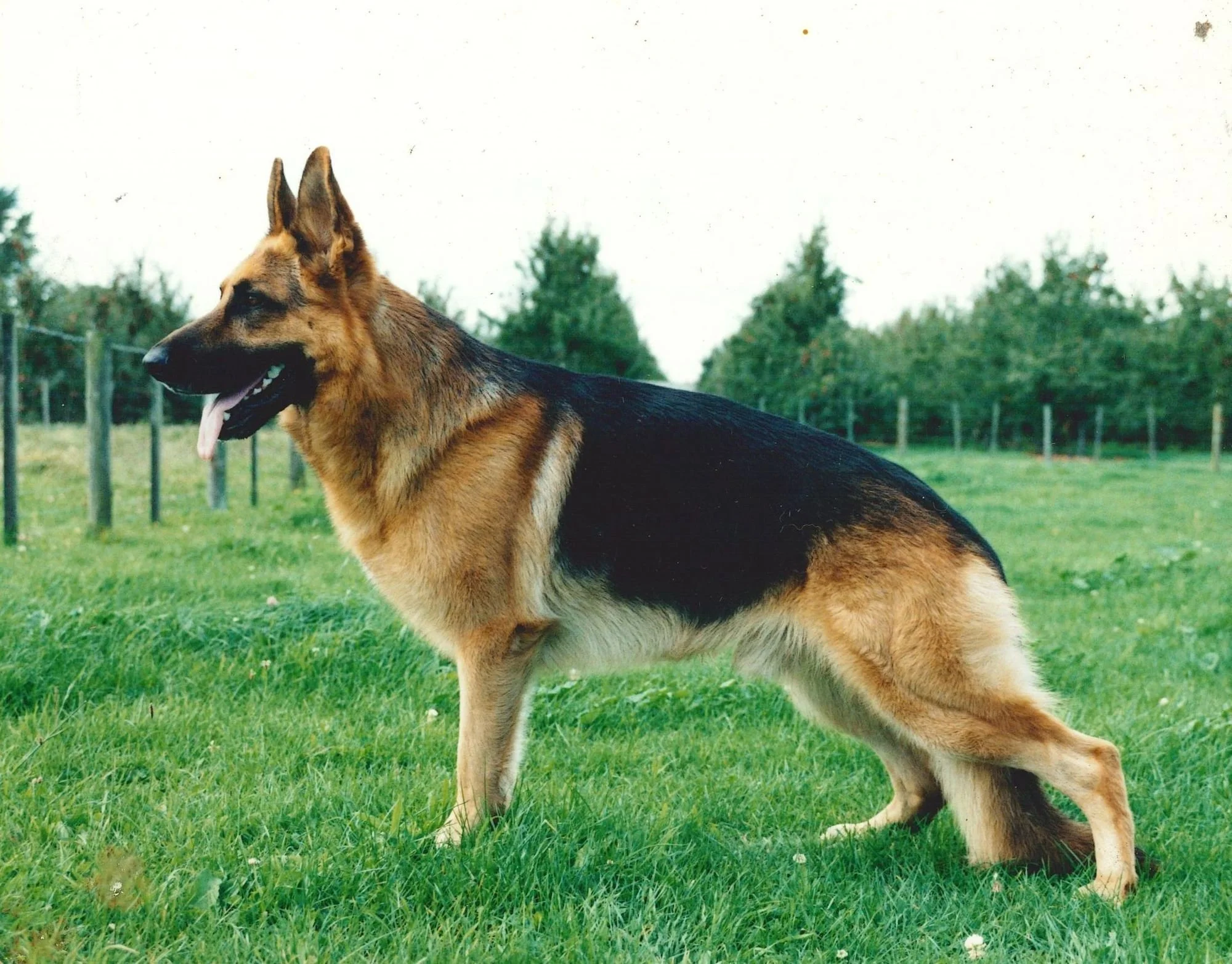 A German Shepherd dog standing on green grass with trees and a fenced area in the background.
