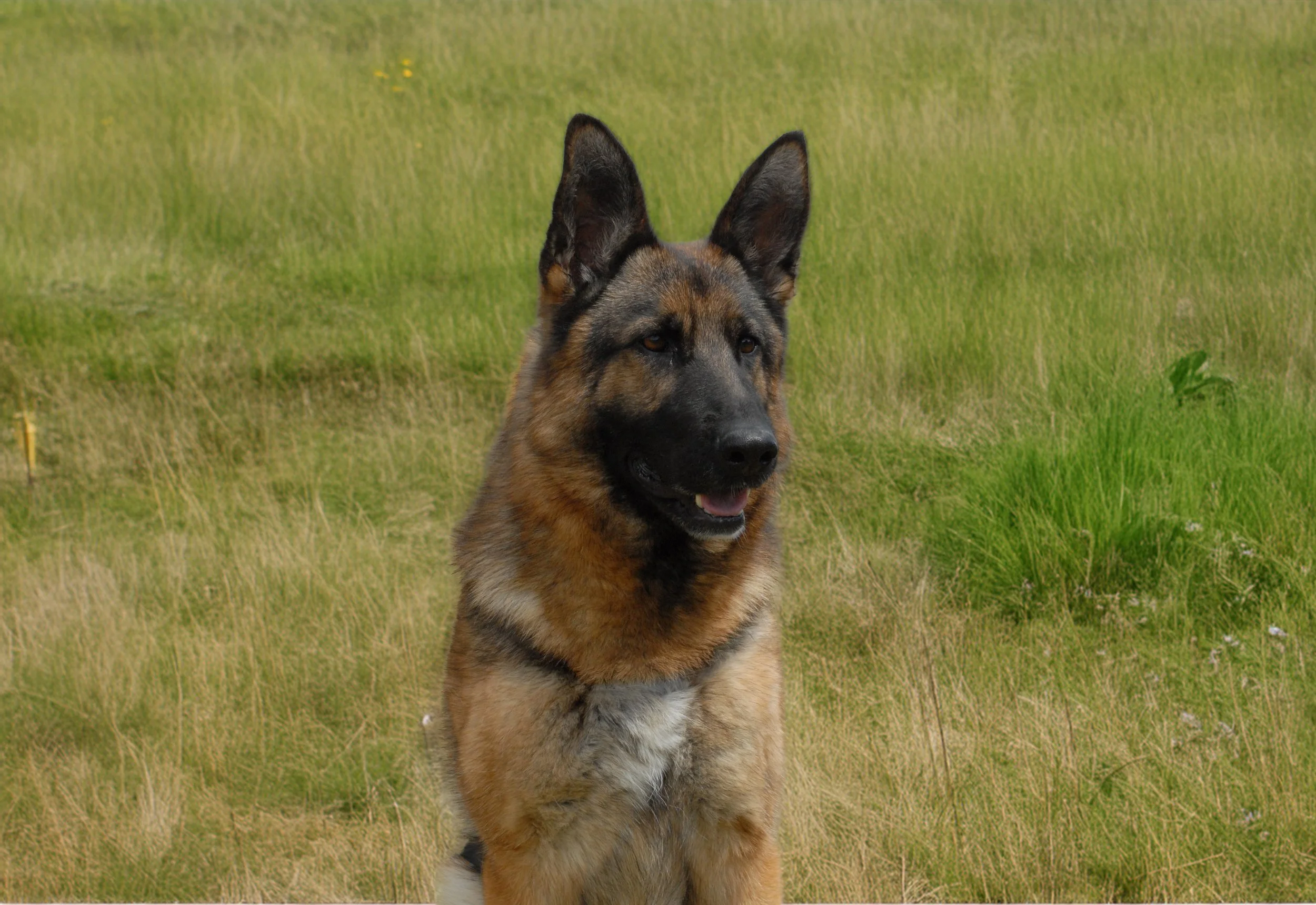 A German Shepherd dog sitting in a grassy field during daytime.
