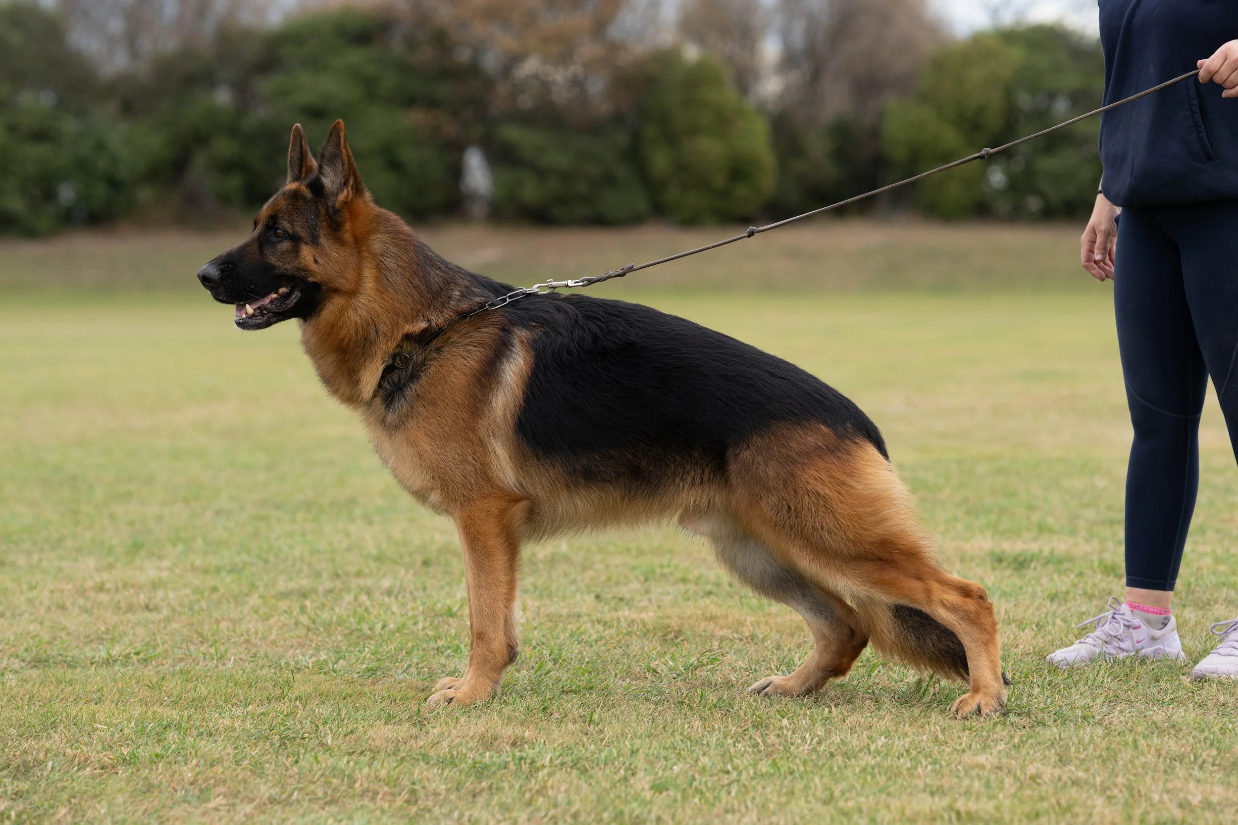 German Shepherd dog on a leash standing on grass field, person holding the leash, trees in background.