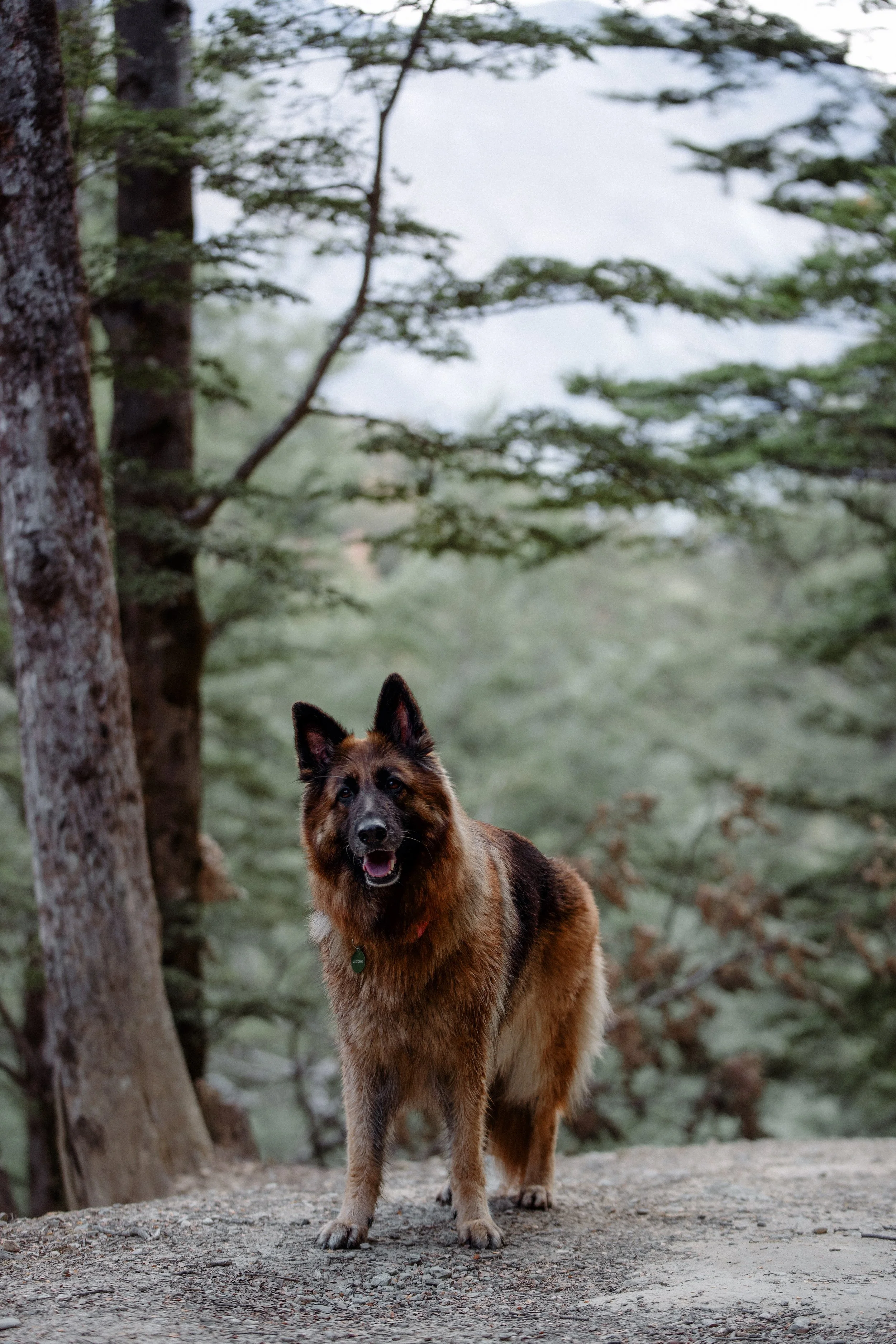 A German Shepherd dog standing outdoors in a forest or park area with trees and green foliage in the background. The dog has a friendly expression with its mouth slightly open, showing its tongue, and is looking toward the camera.