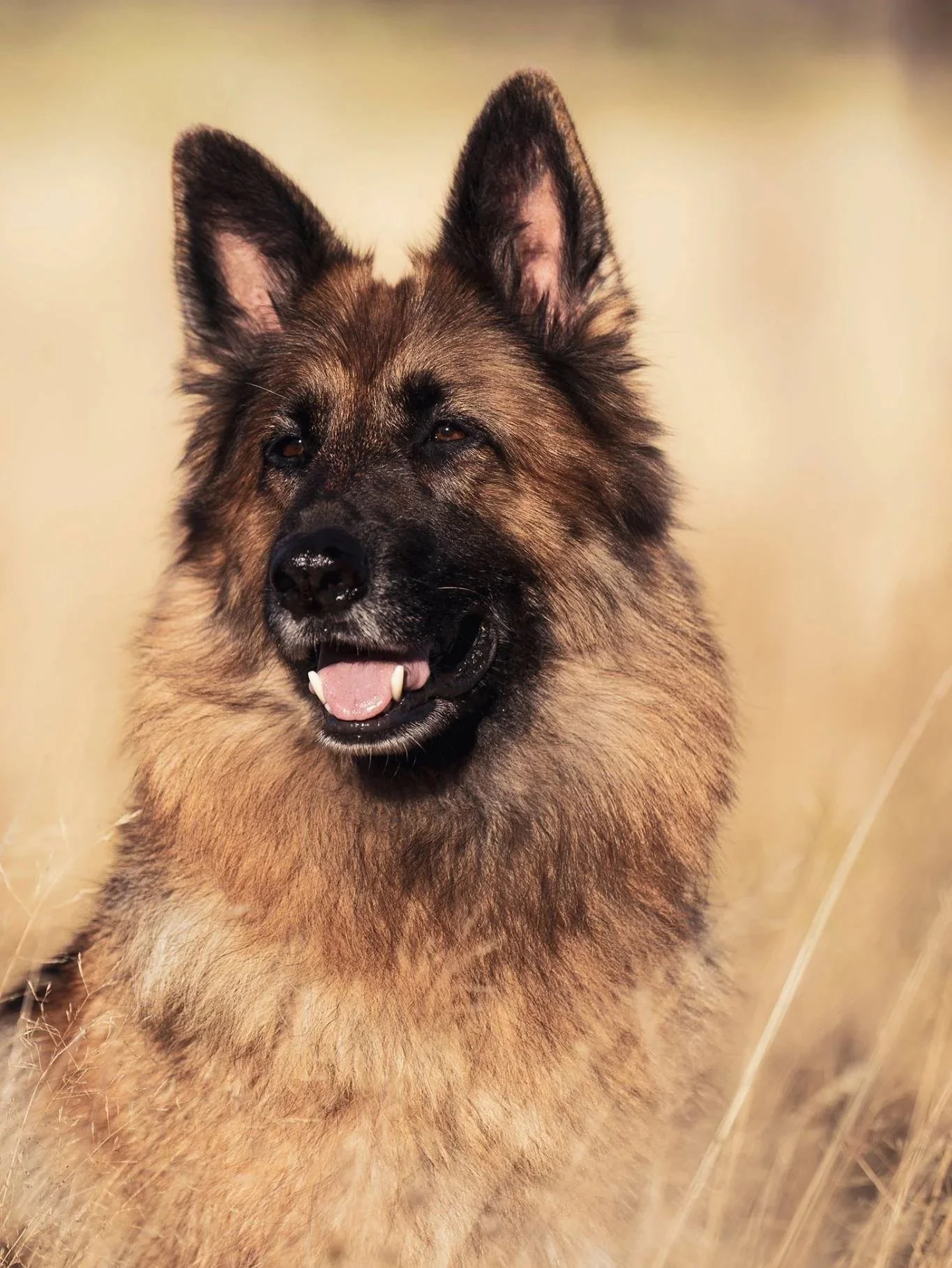 Close-up of a fluffy German Shepherd dog with a tan and black coat, with its mouth slightly open, sitting in a field