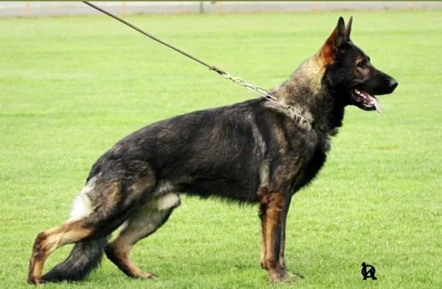 German Shepherd dog standing on grass, on a leash, facing right.