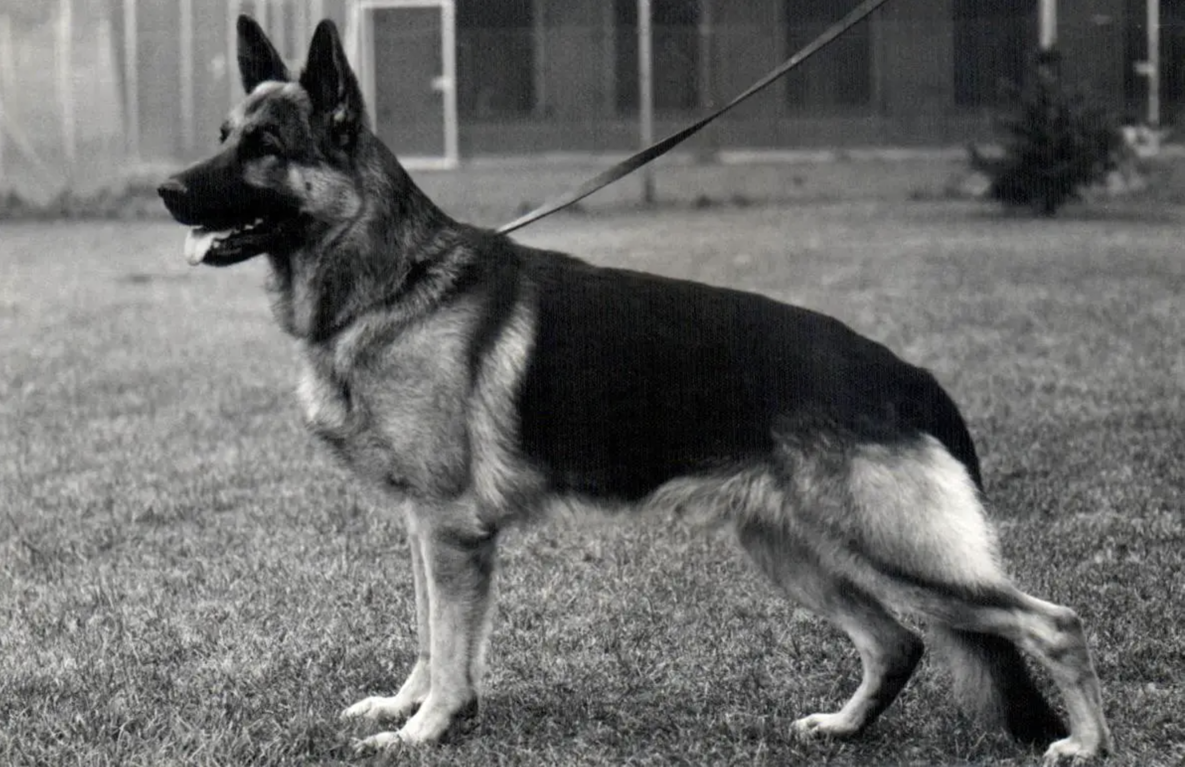 German Shepherd dog sitting on grass, on a leash, with a fence in the background, in black and white.