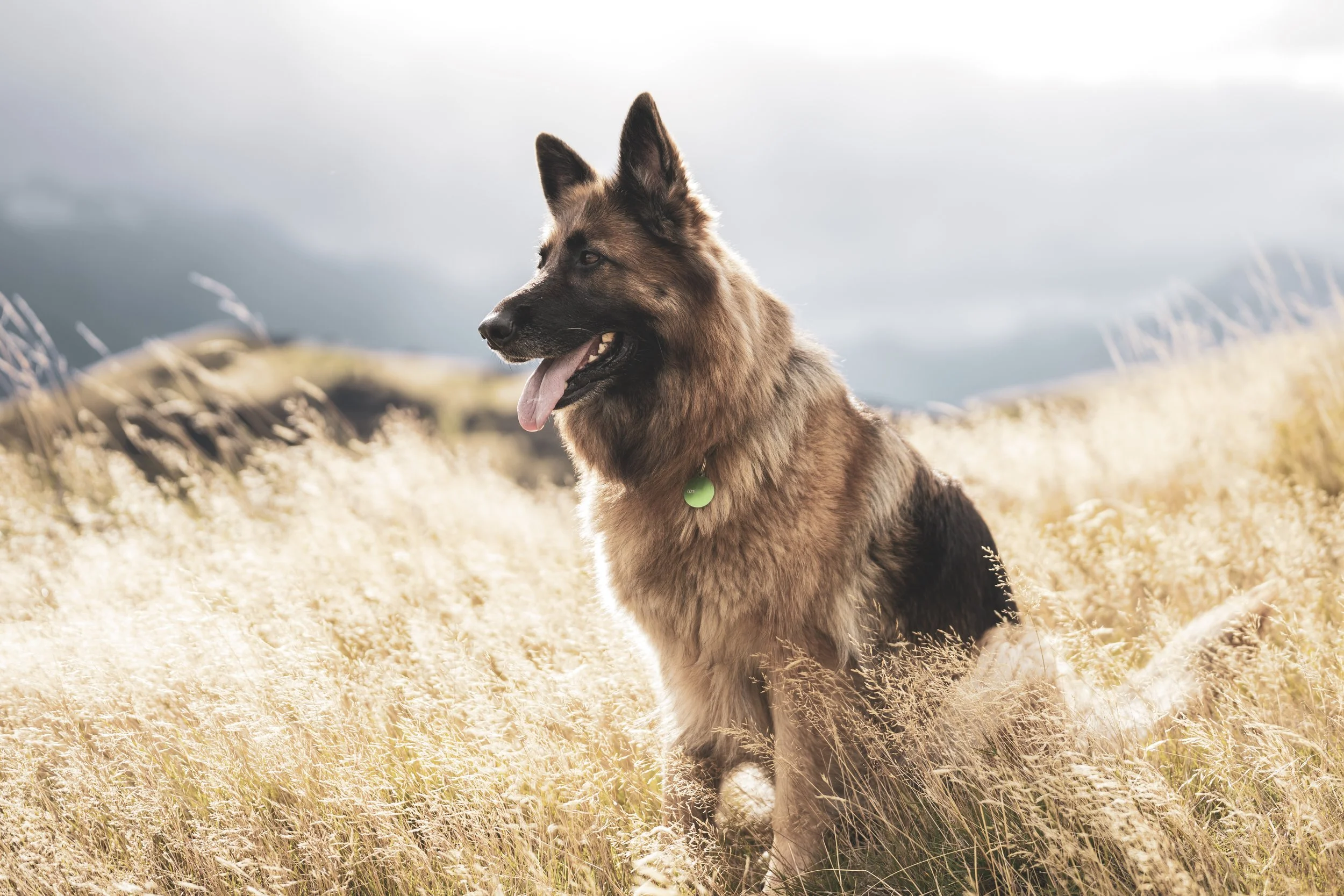 A German Shepherd dog sitting in a golden field with mountains and a cloudy sky in the background.