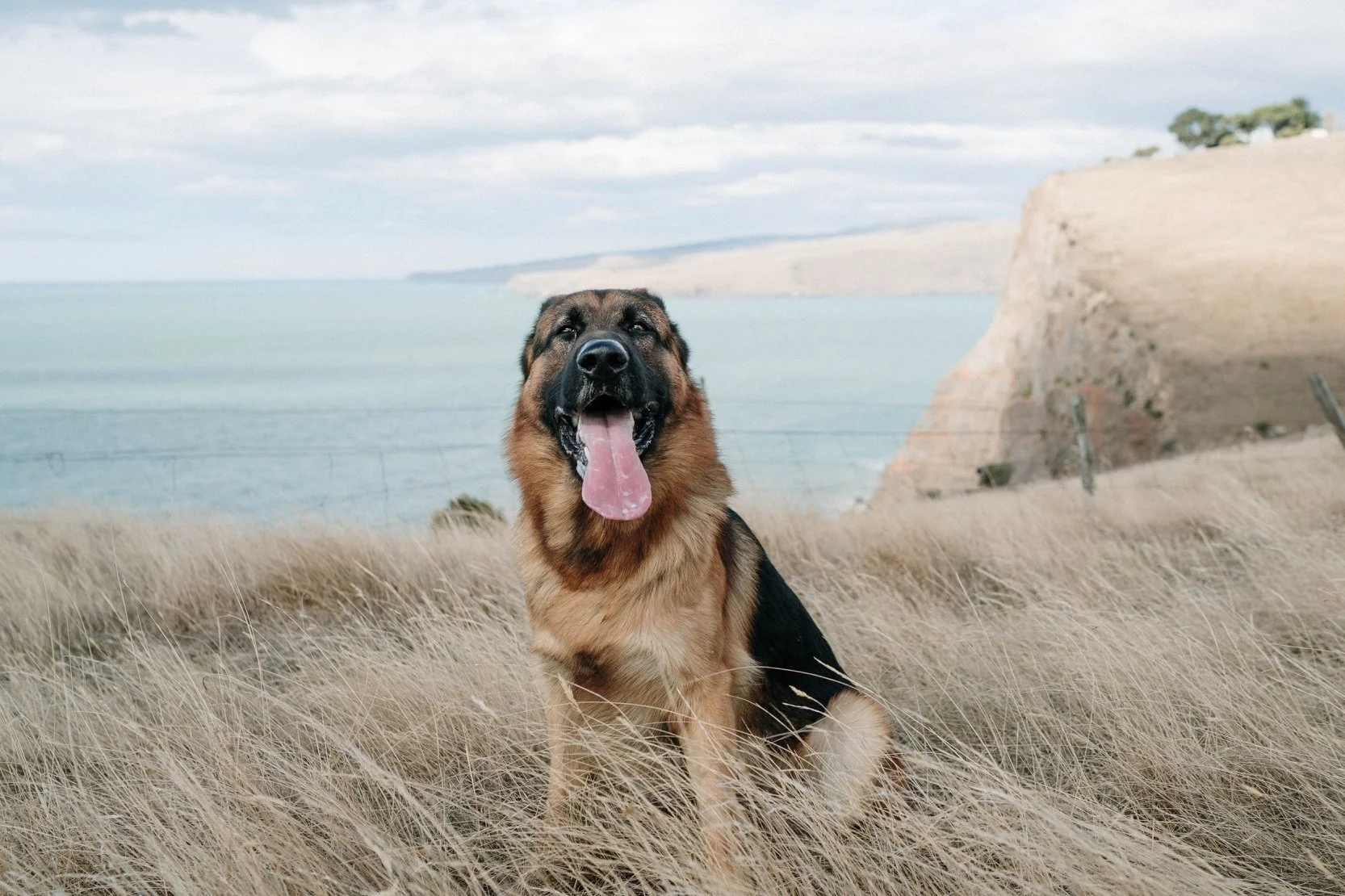 A German Shepherd dog sitting in tall grass near the coast with cliffs and the ocean in the background, under a partly cloudy sky.