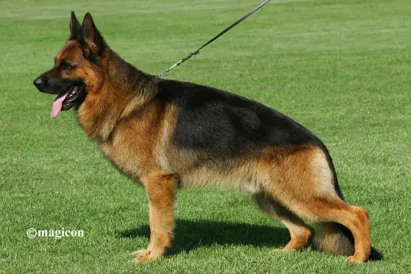 German Shepherd dog standing on grass with a leash attached to its collar.