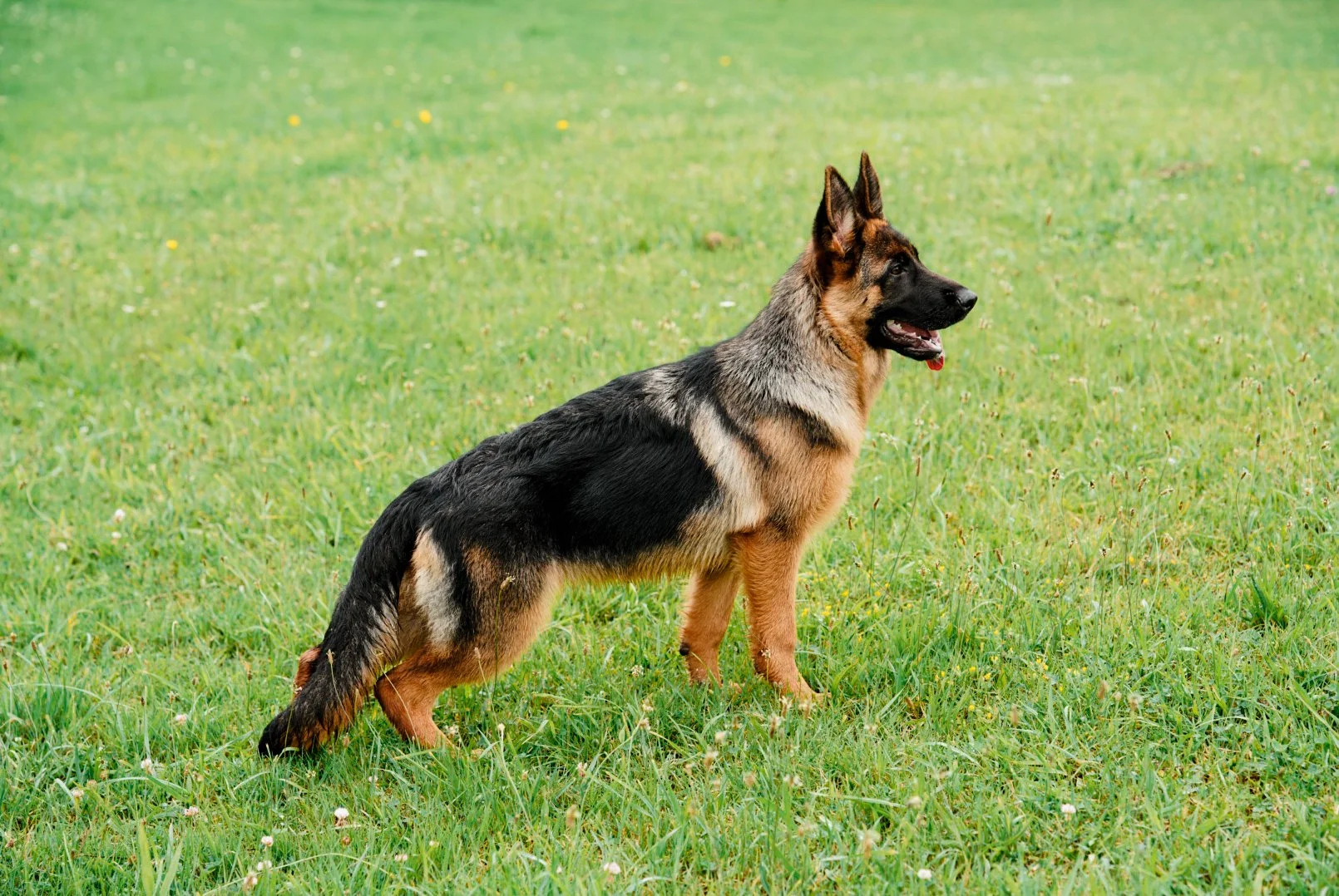A German Shepherd dog standing on a grassy field, looking to the right, with a happy expression.