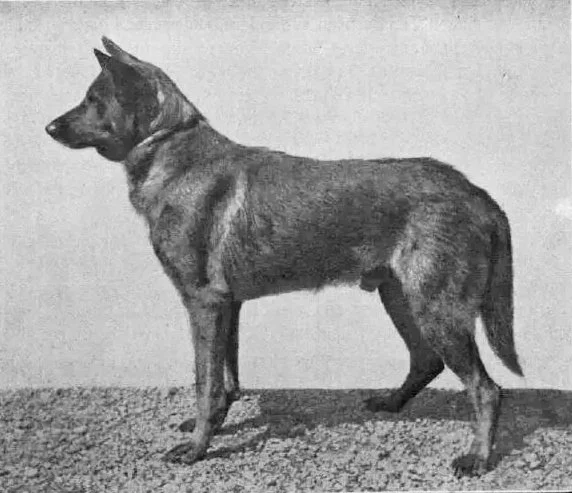Black and white photo of a police German Shepherd dog standing on a textured surface, facing left.