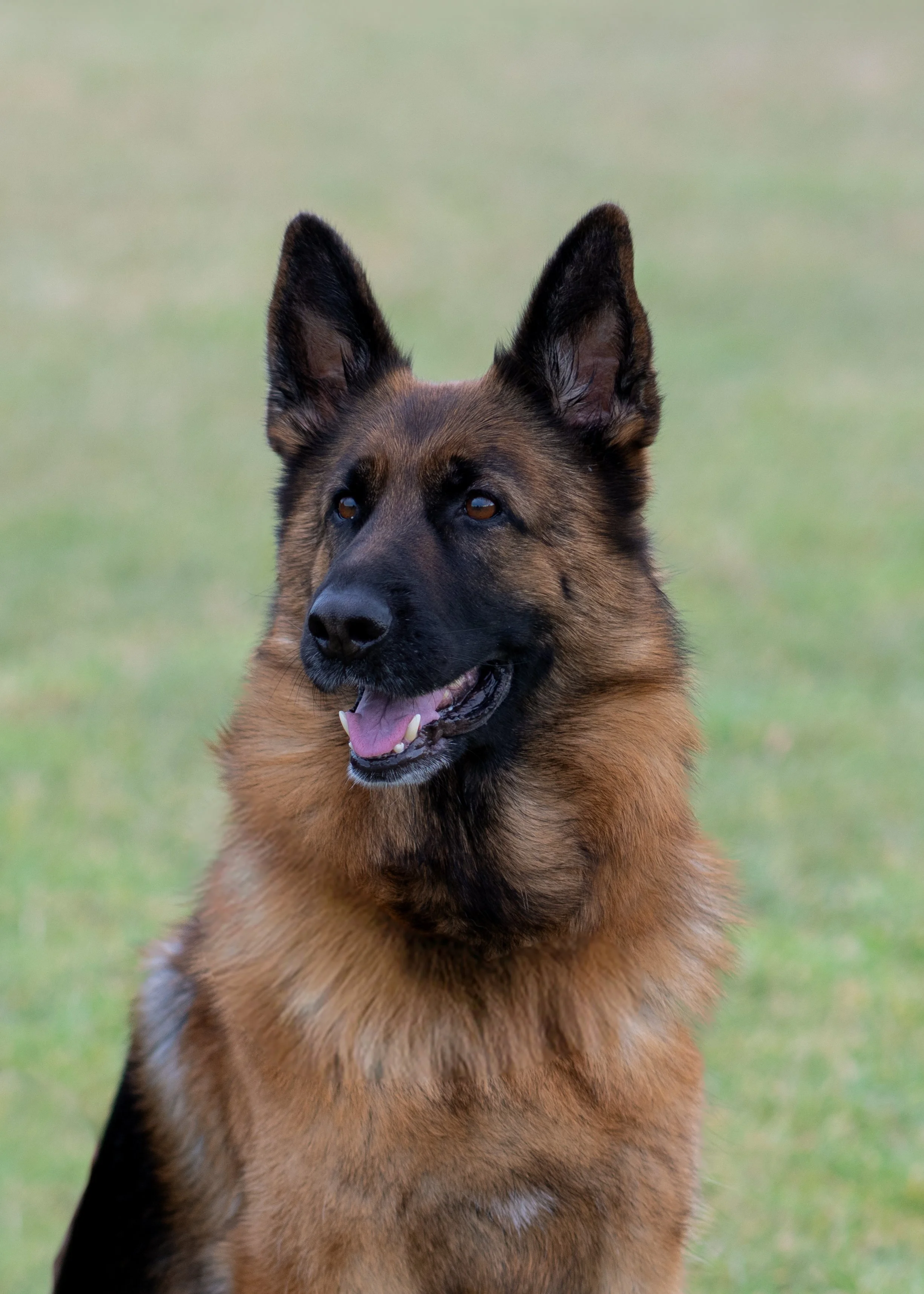 A German Shepherd dog outside on a grassy field. The dog has a black and brown coat, pointed ears, and is looking slightly to the side with its tongue slightly out.