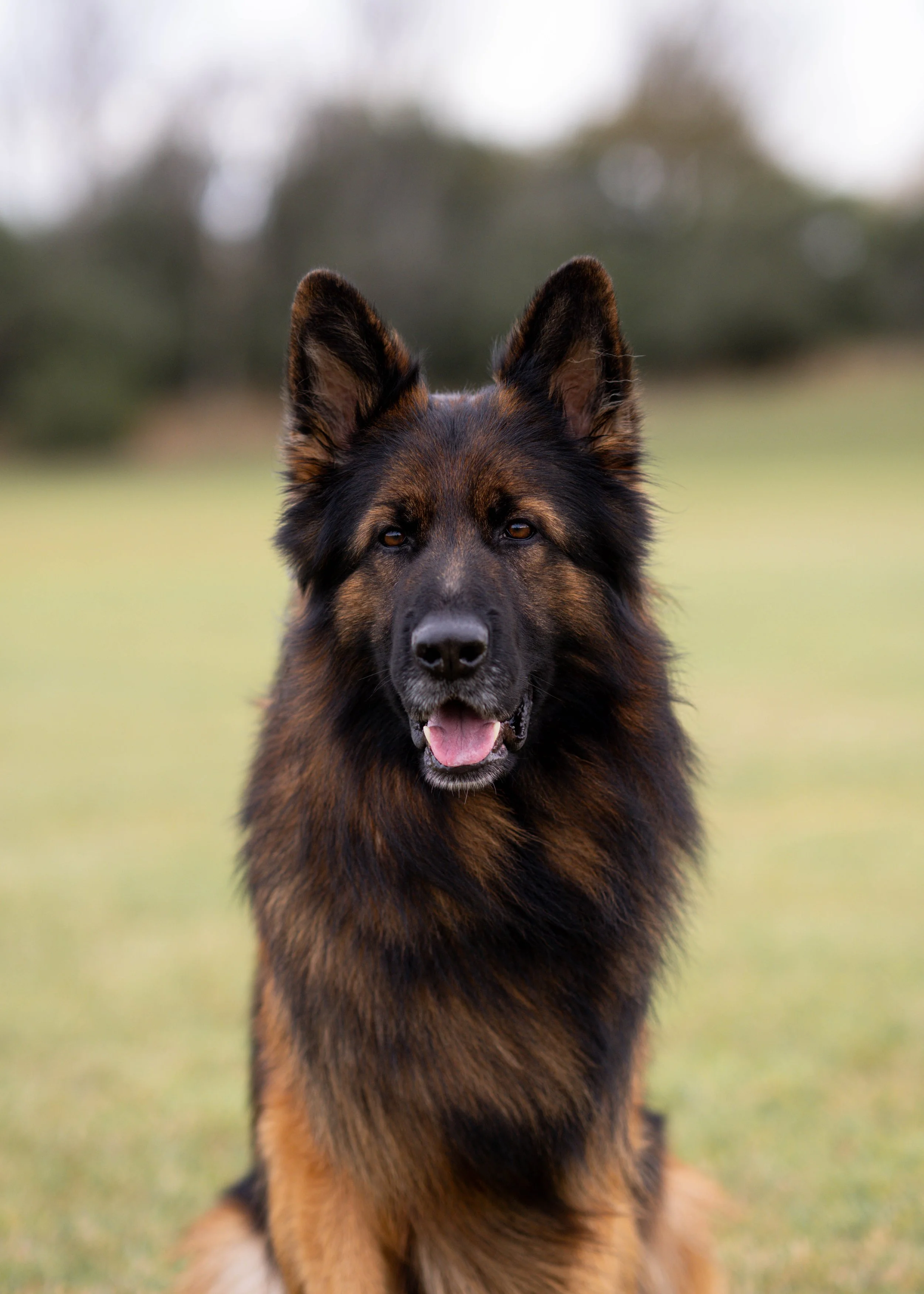 A German Shepherd dog sitting outdoors on grass with a blurred cloudy sky background.