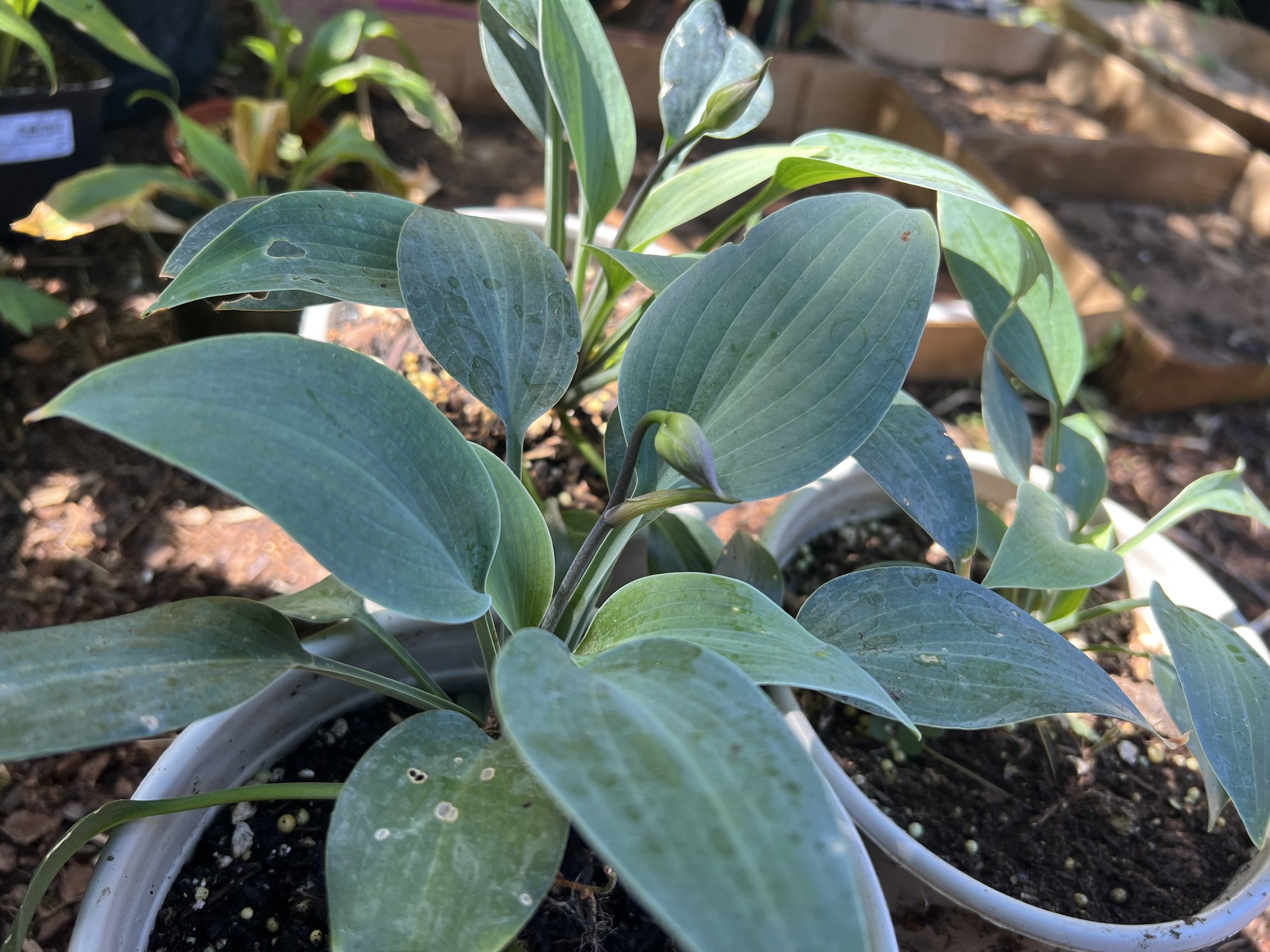 Hosta 'Blue Angel'