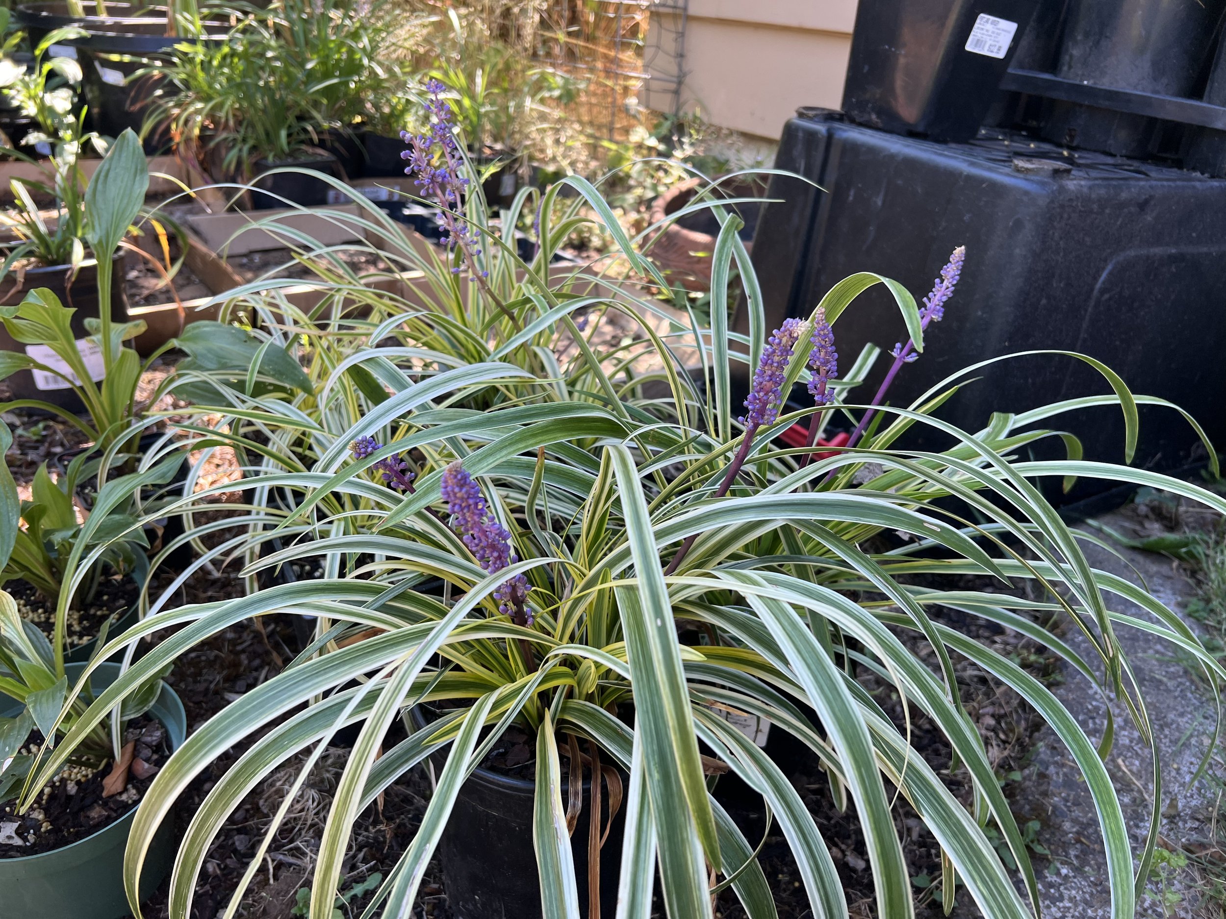 Liriope muscari "Silvery Sunproof"