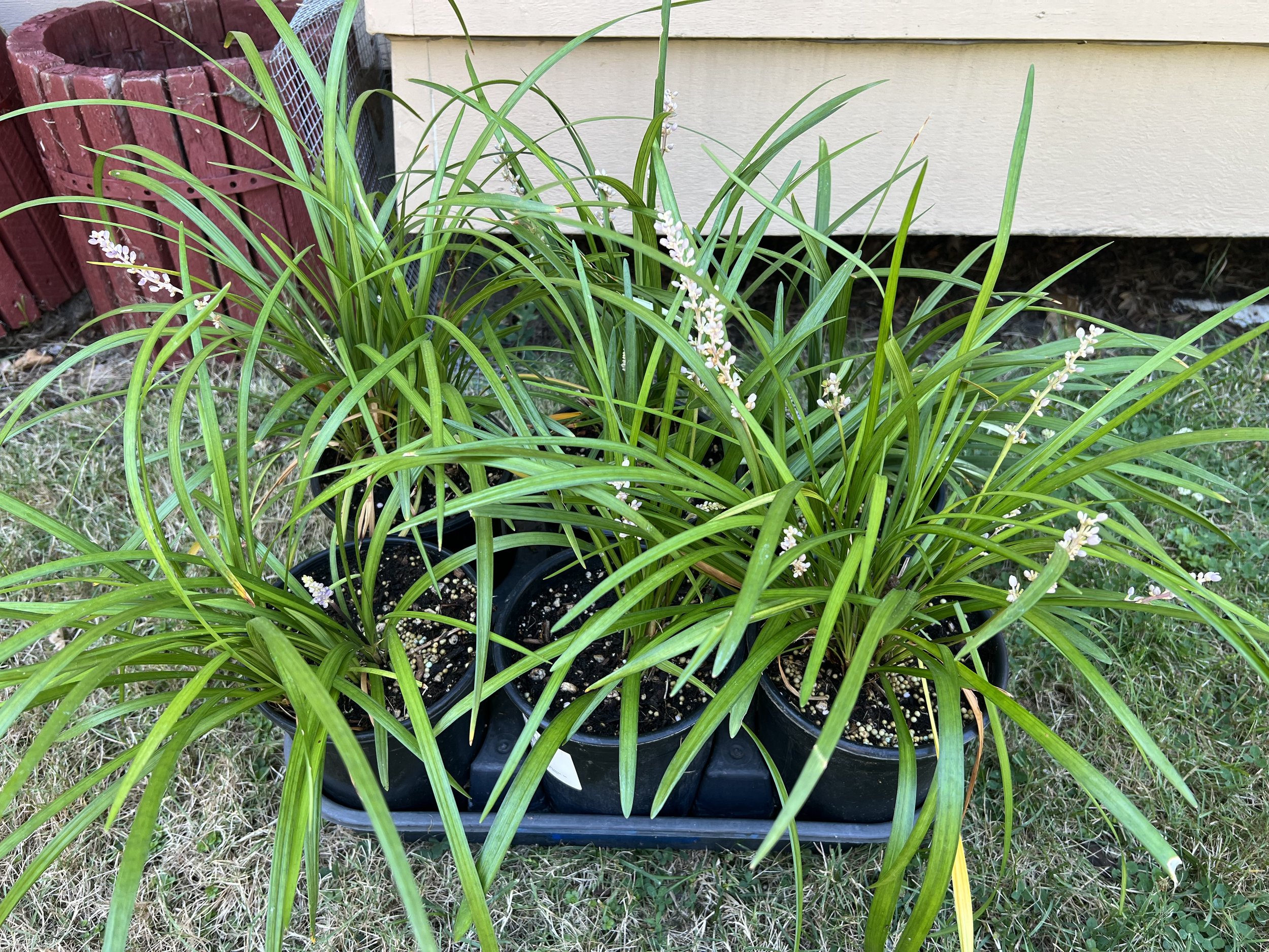 Liriope muscari "Big Blue"