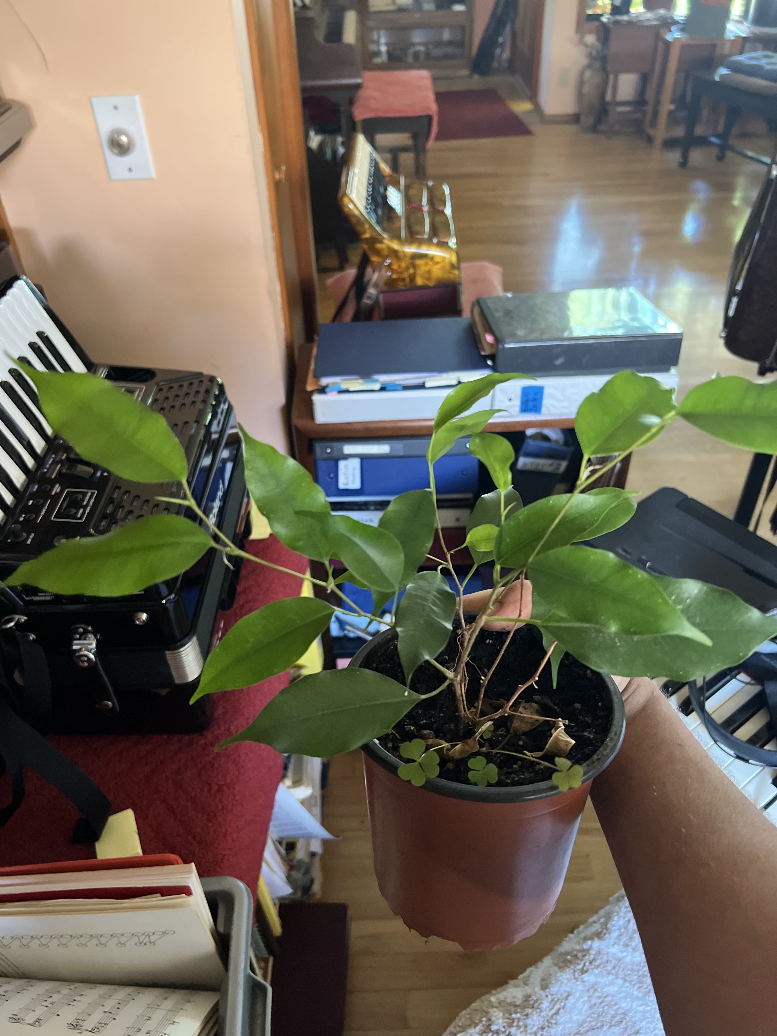 Ficus benjamina