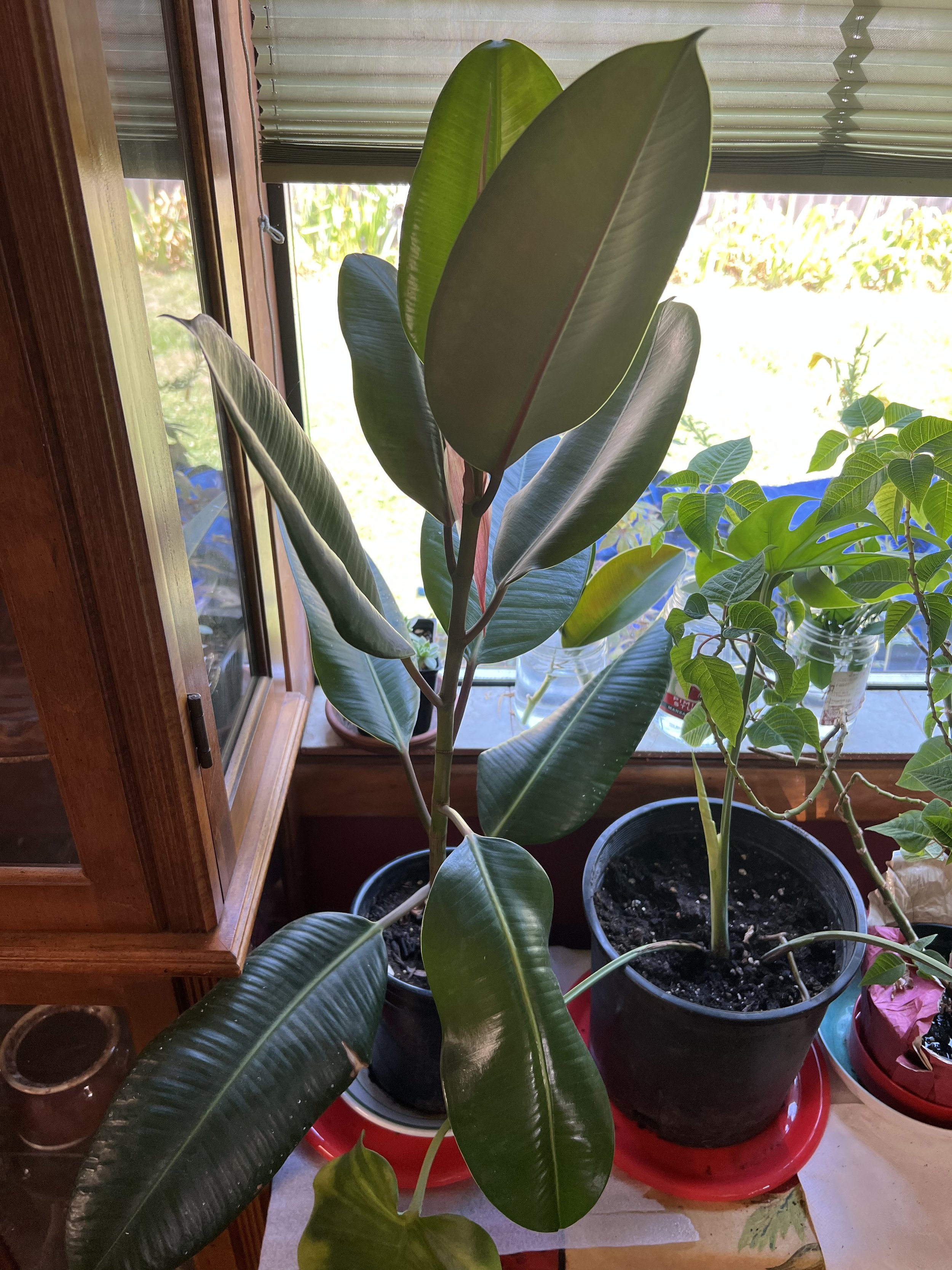 Ficus elastica