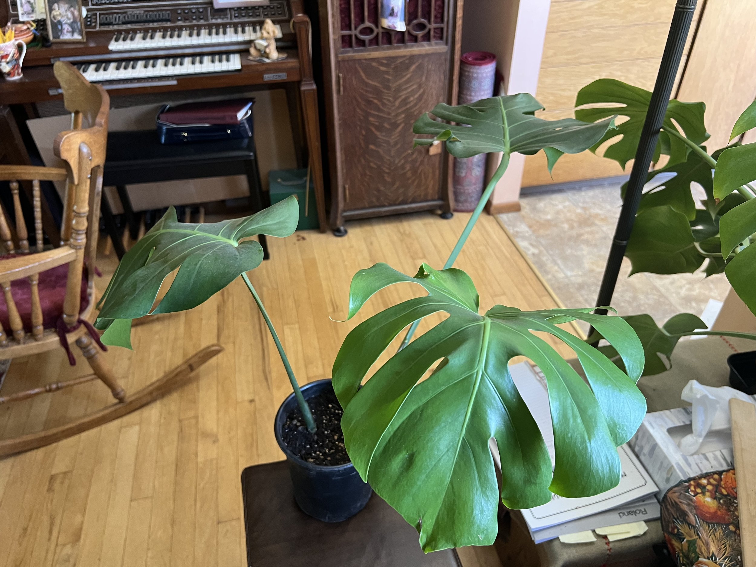 Monstera deliciosa