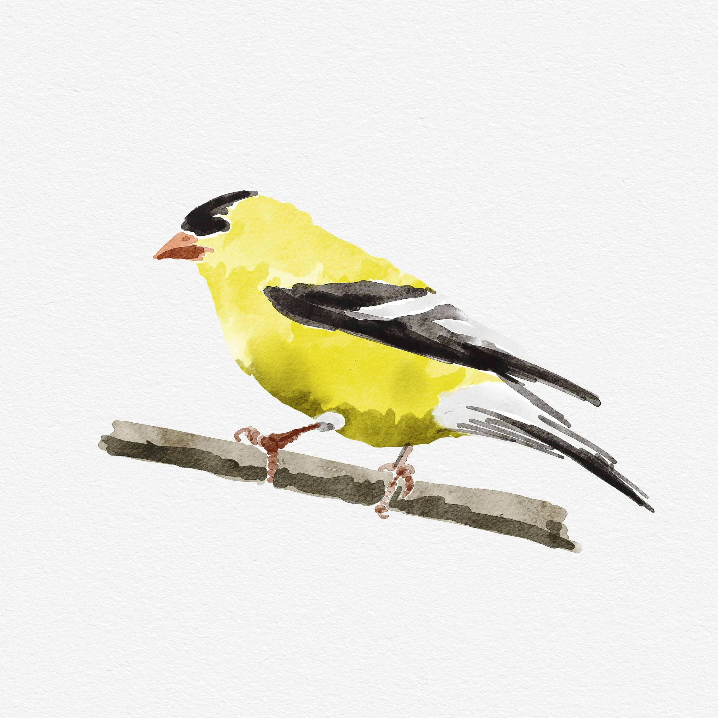 New Jersey Goldfinch.jpg