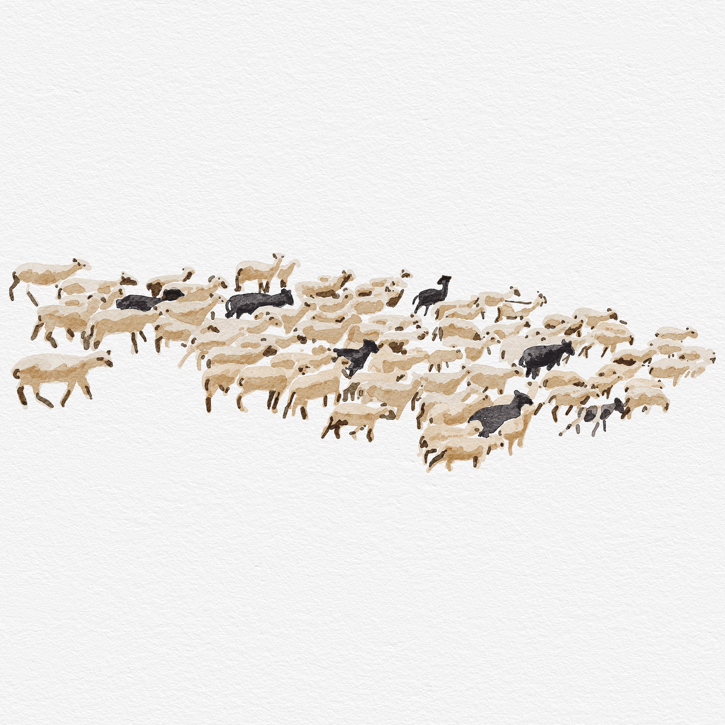Sheep.jpg