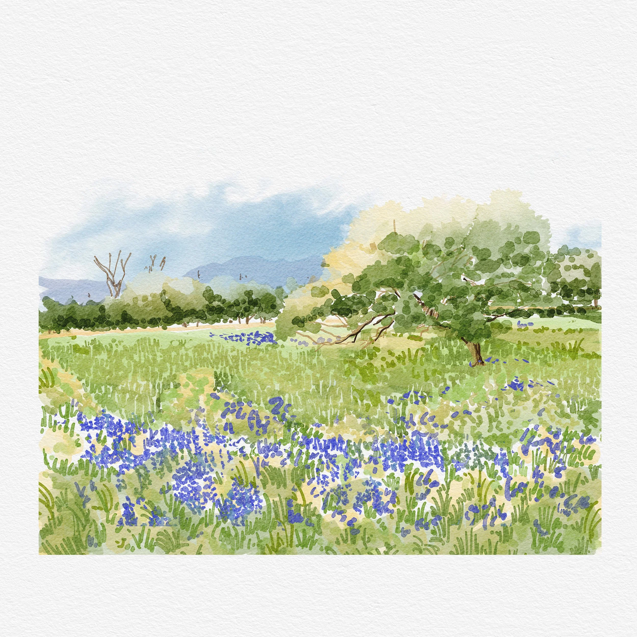 Bluebonnets Texas Hill Country