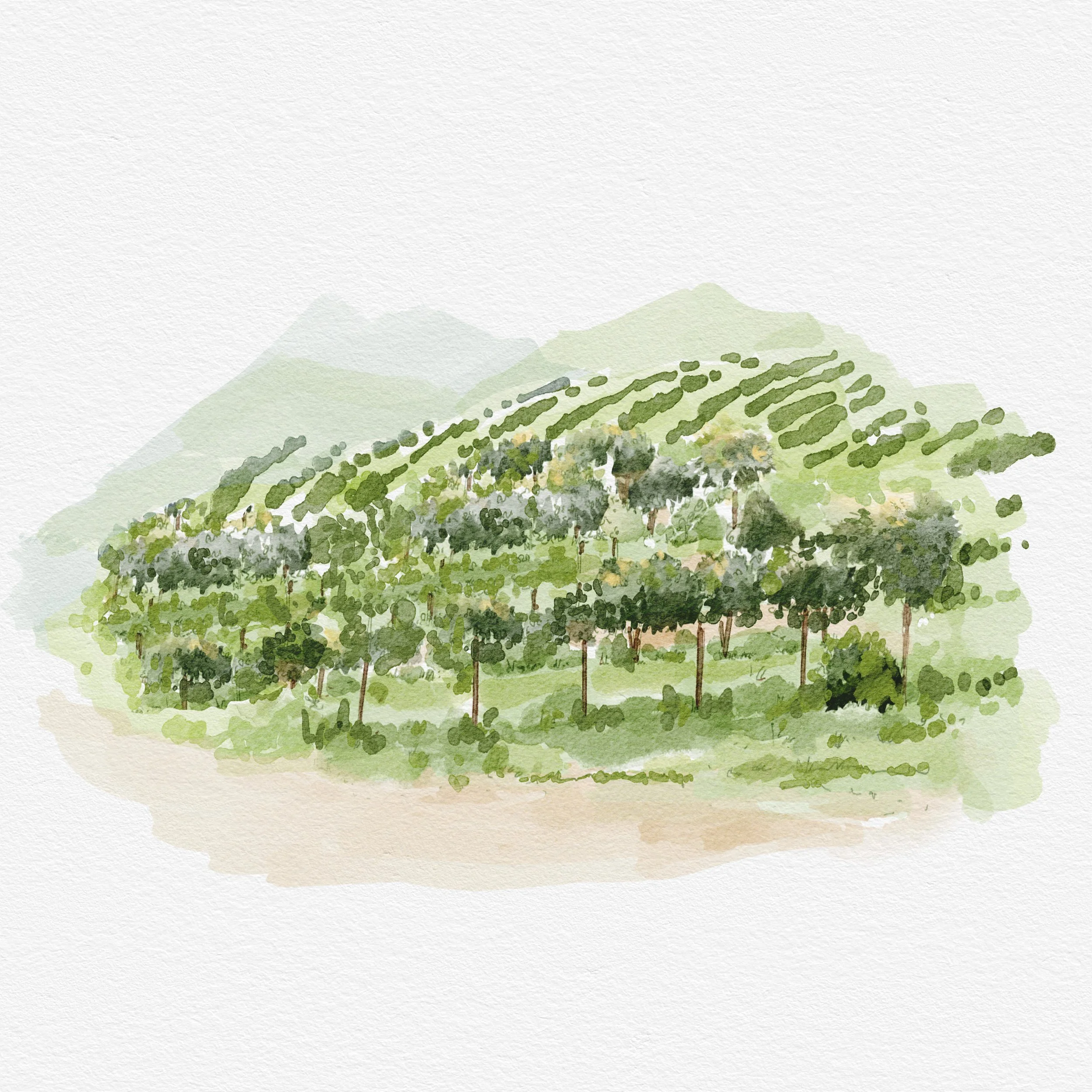 Vineyards