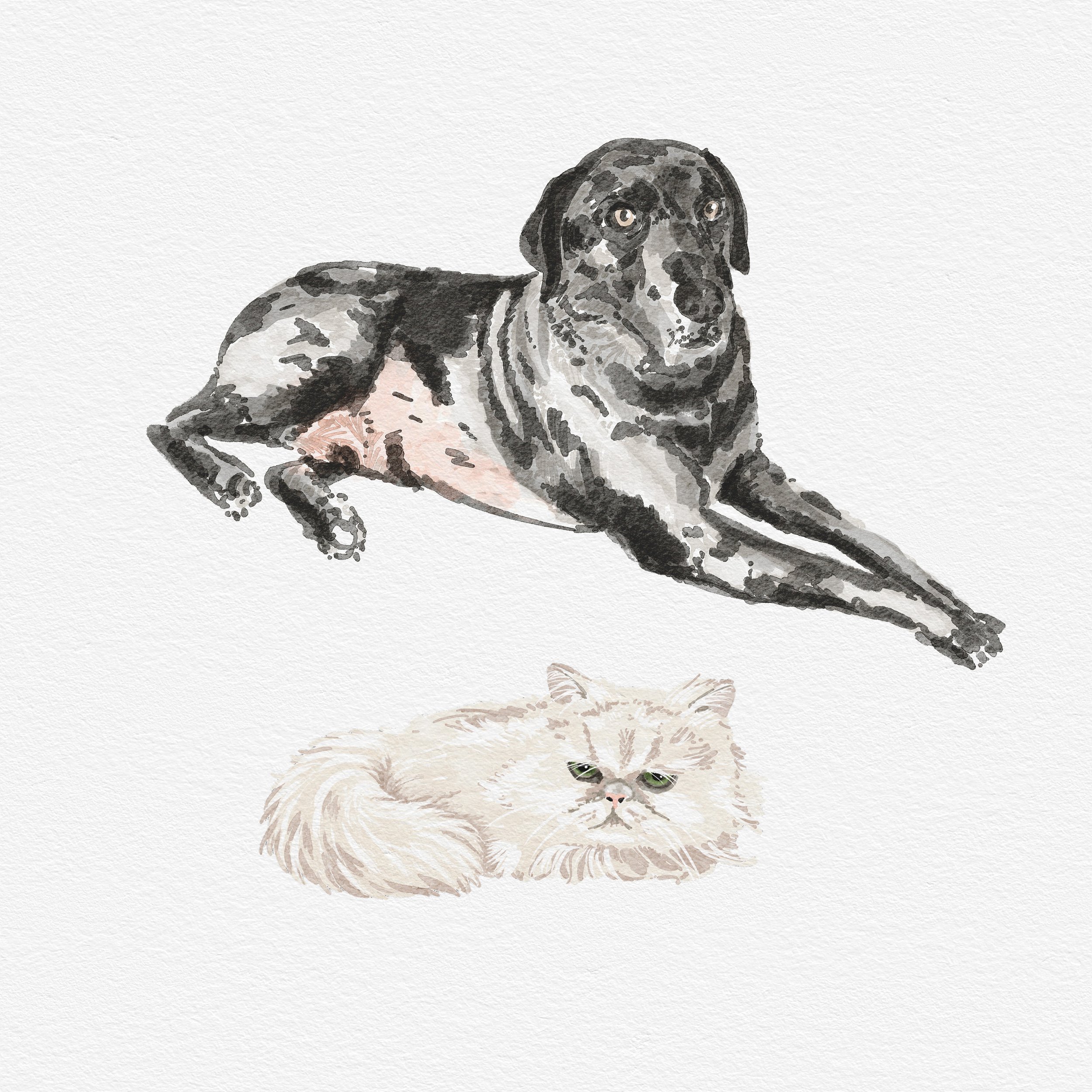 Cat and dog.jpg