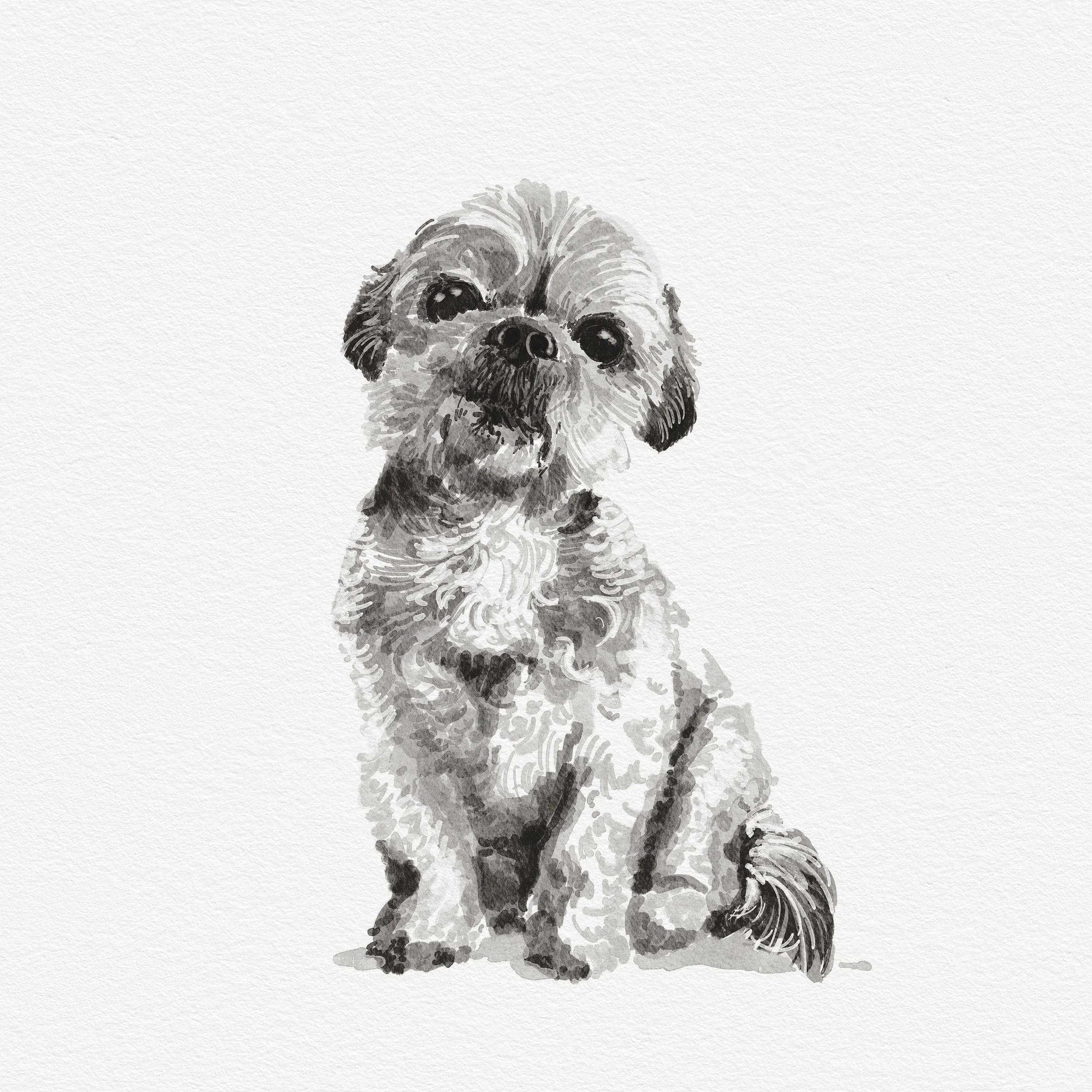 Pup portrait for memorial.jpg