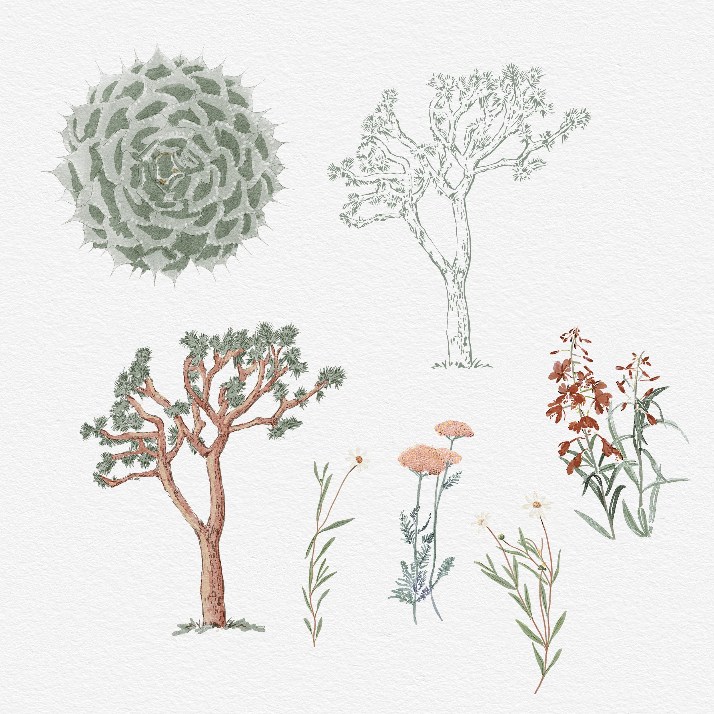 Wildflowers, Joshua Tree, Agave