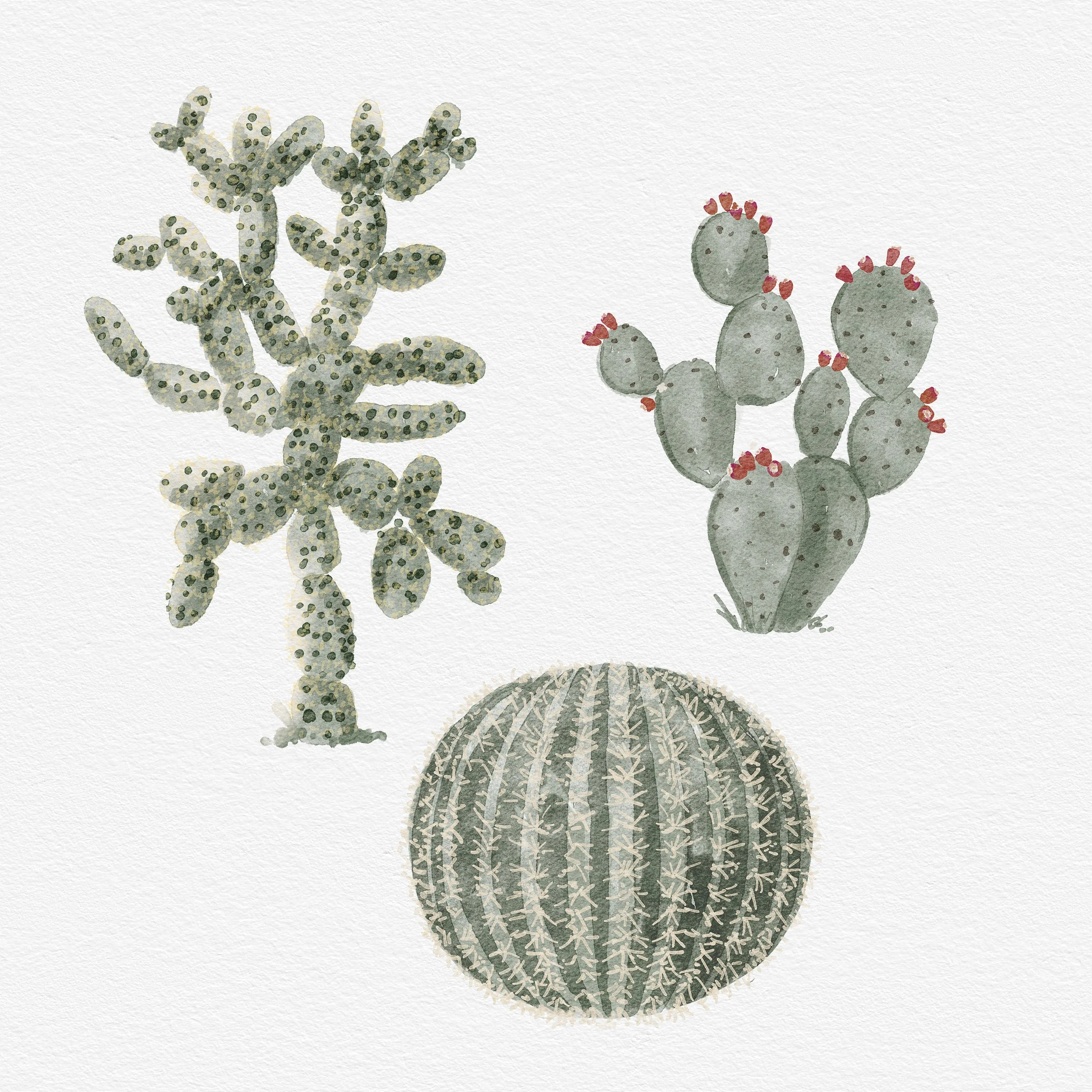 Cholla, Prickly Pear and Barrel Cactus