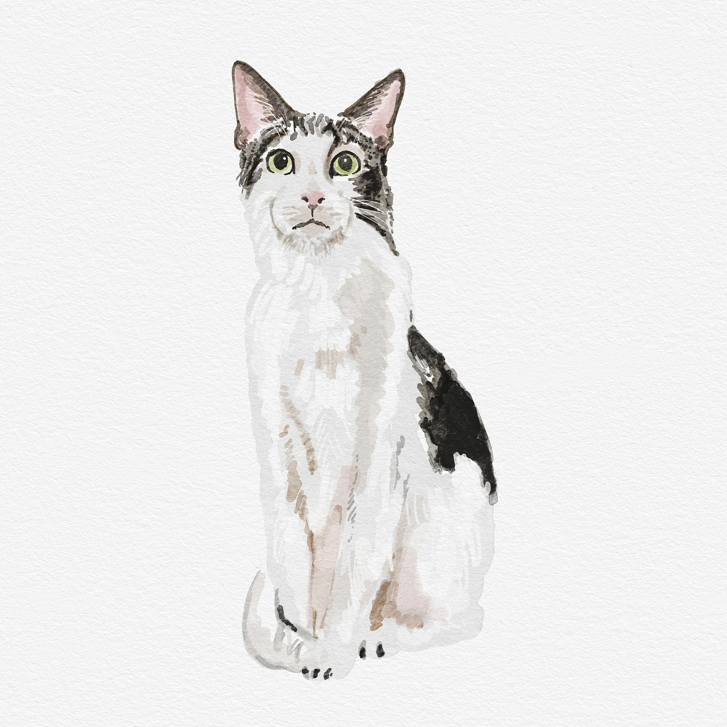 White Cat.jpg