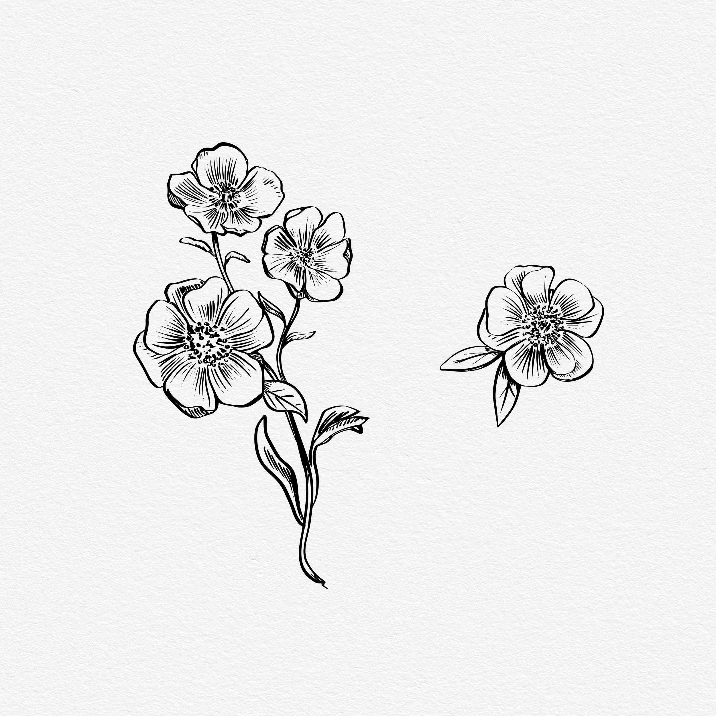 Sagebrush buttercup.jpg