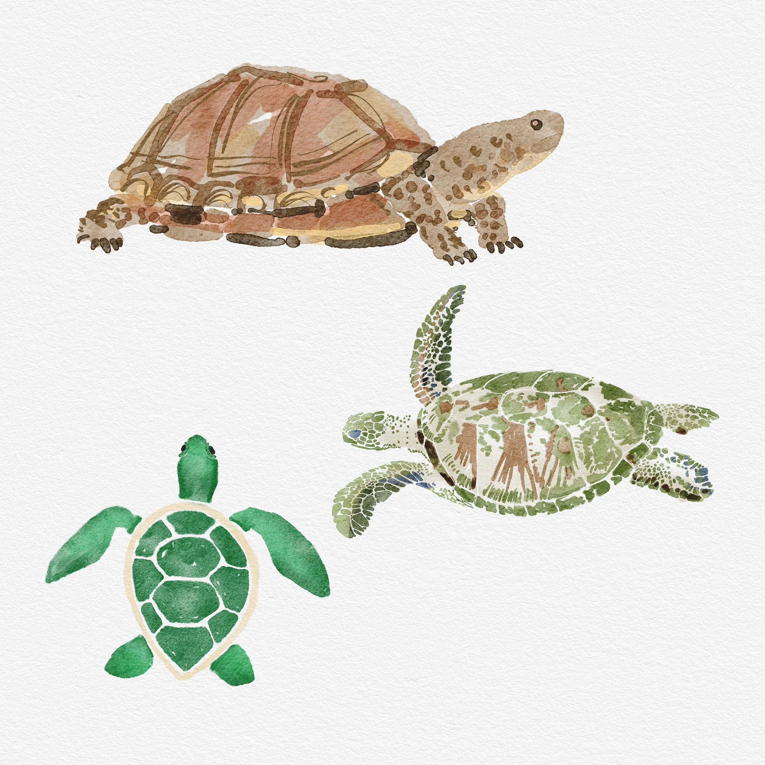 Turtles.jpg