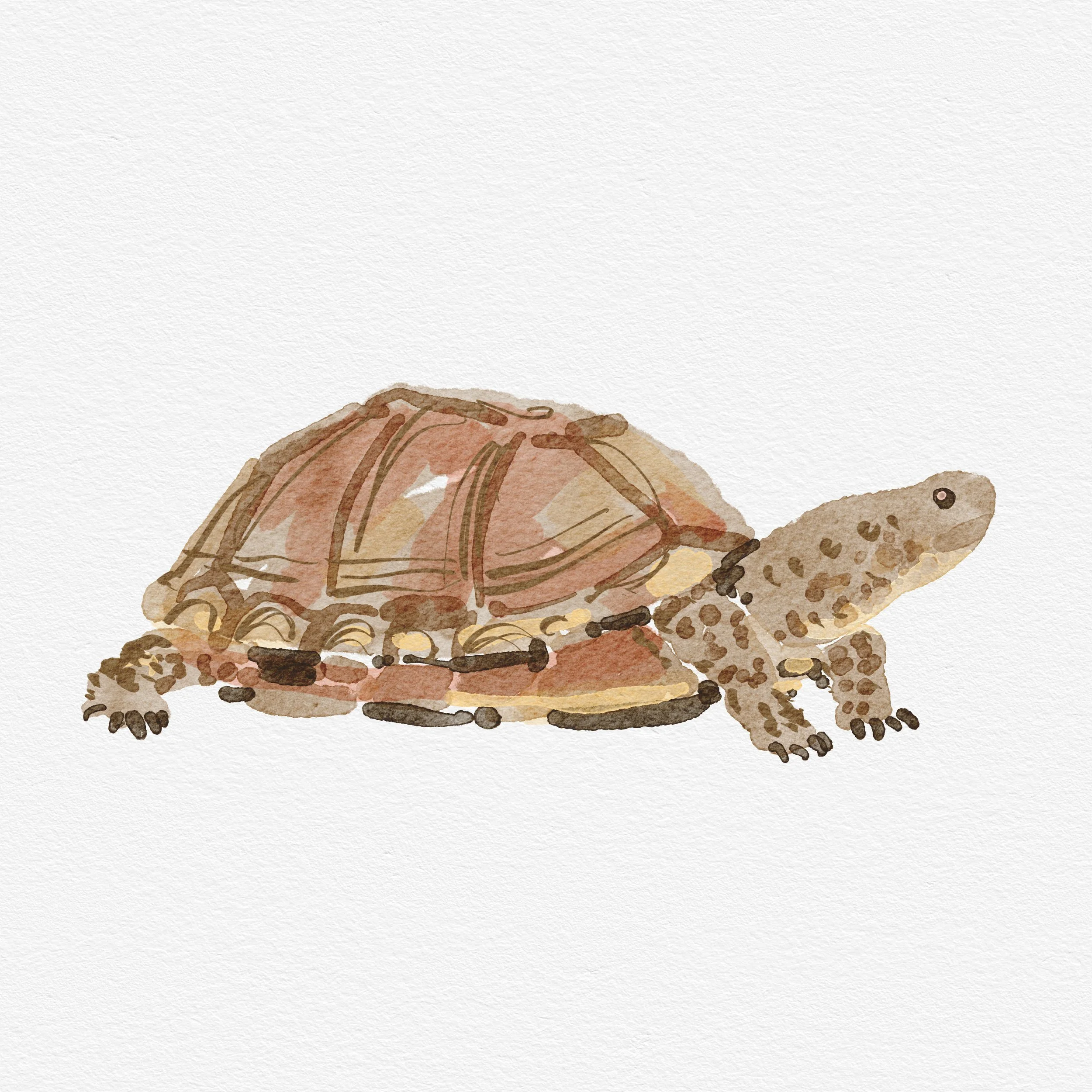 Turtle.jpg