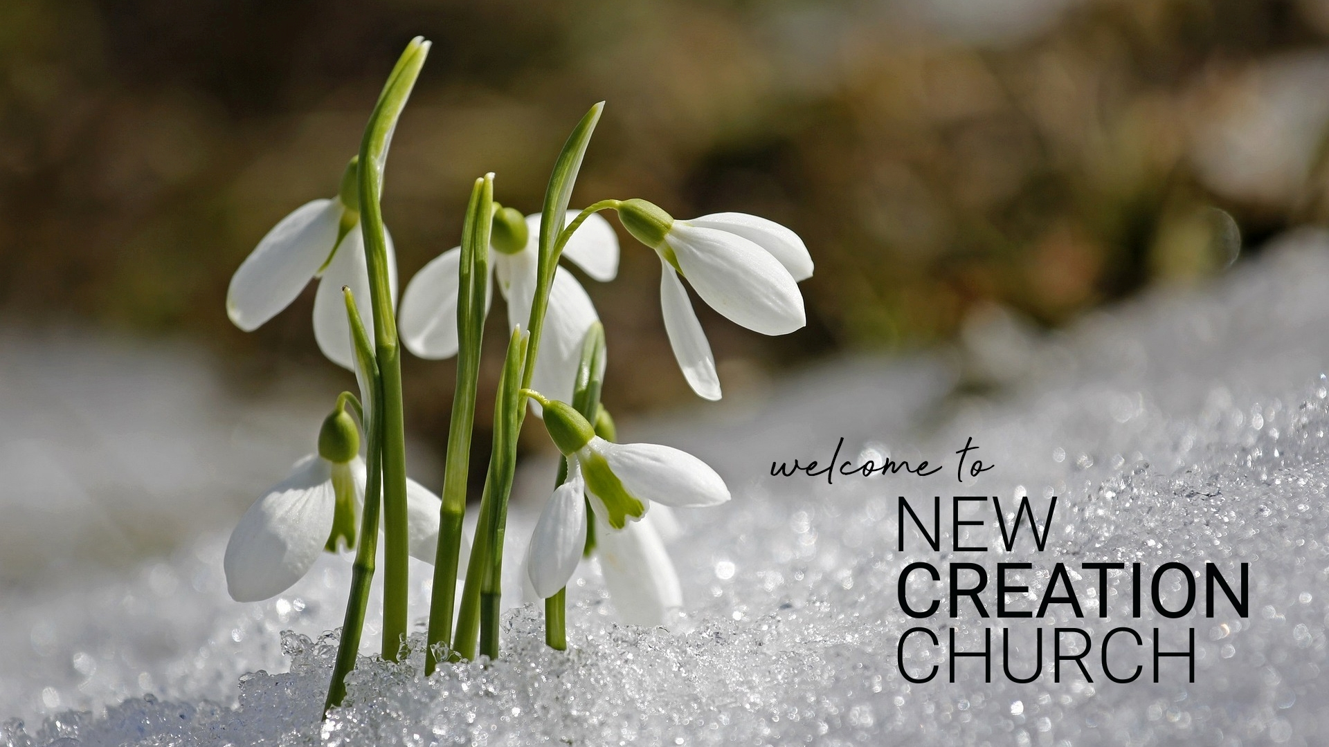 winterscape large snow-capped trees and mountains with a snowy plain and footsteps