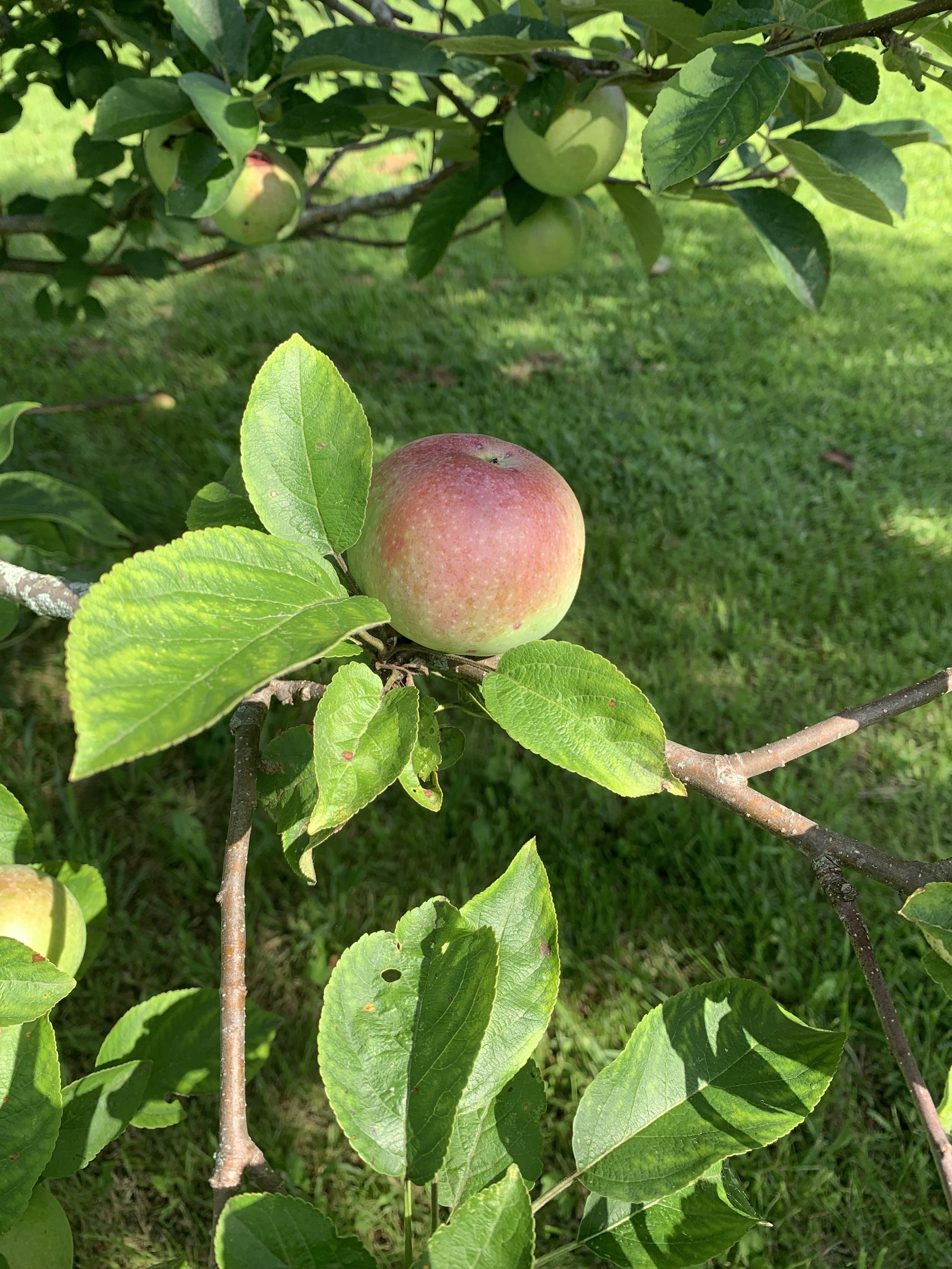 IMG_5414.jpeg