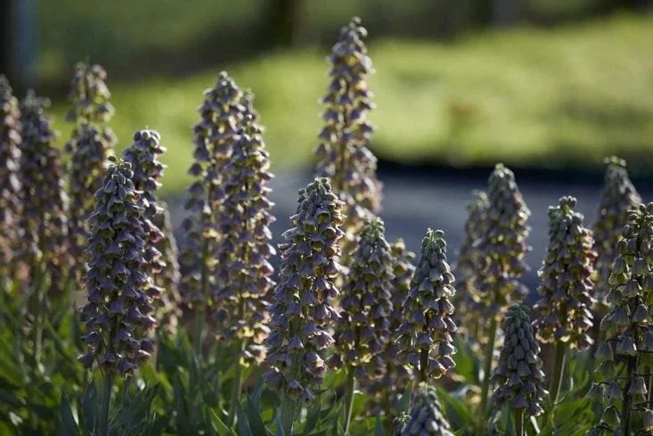 Gardenista | Fritillaria