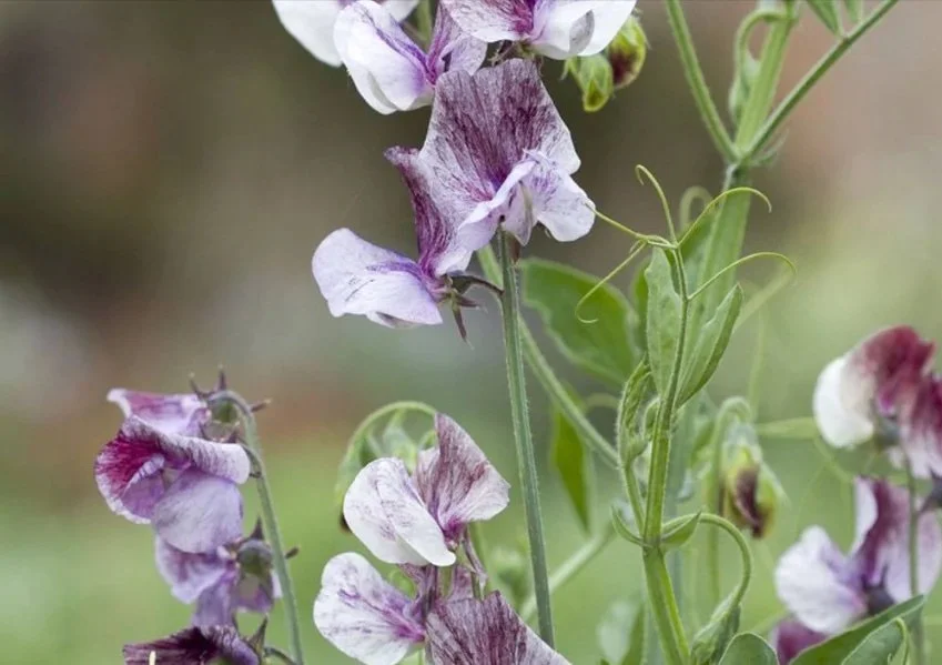 Gardenista | Sweetpeas