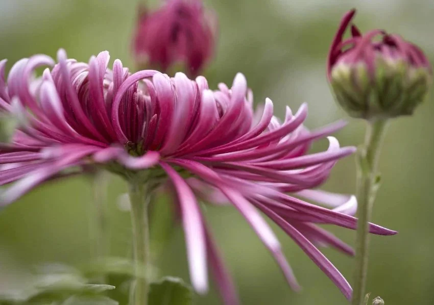 Gardenista | Chrysanthemums