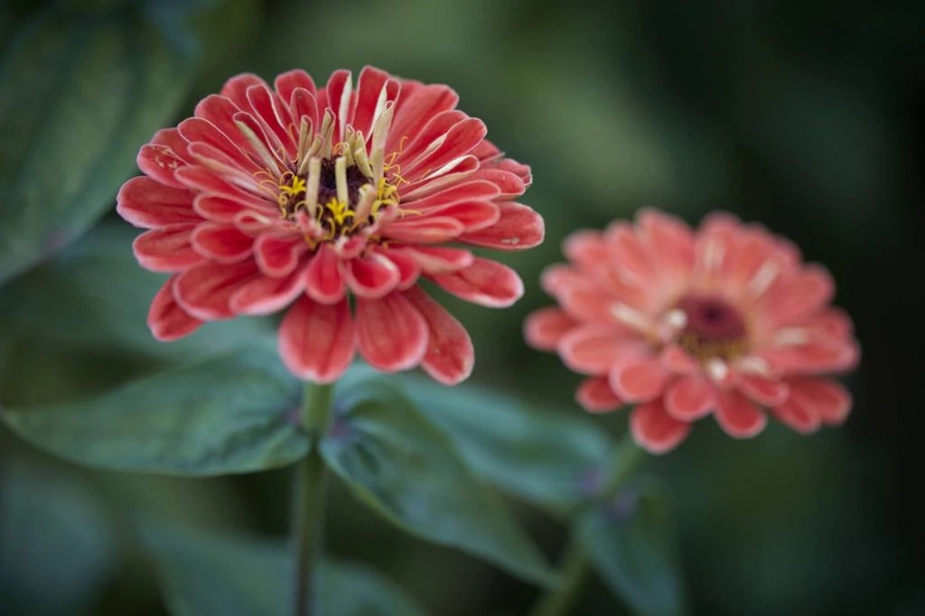 Gardenista | Zinnias