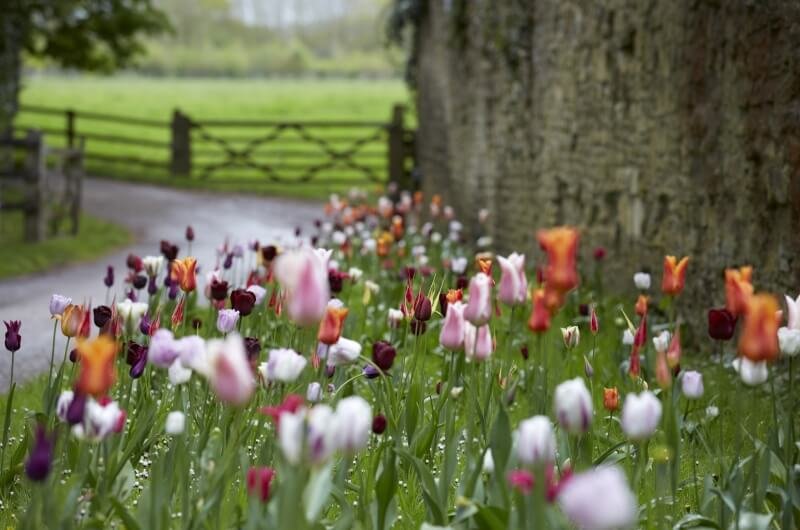 Blackland-House-Bayntun-Flowers-Historic-Tulips-5.jpg