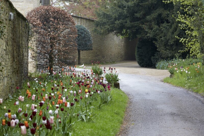 Blackland-House-Bayntun-Flowers-Historic-Tulips-6.jpg