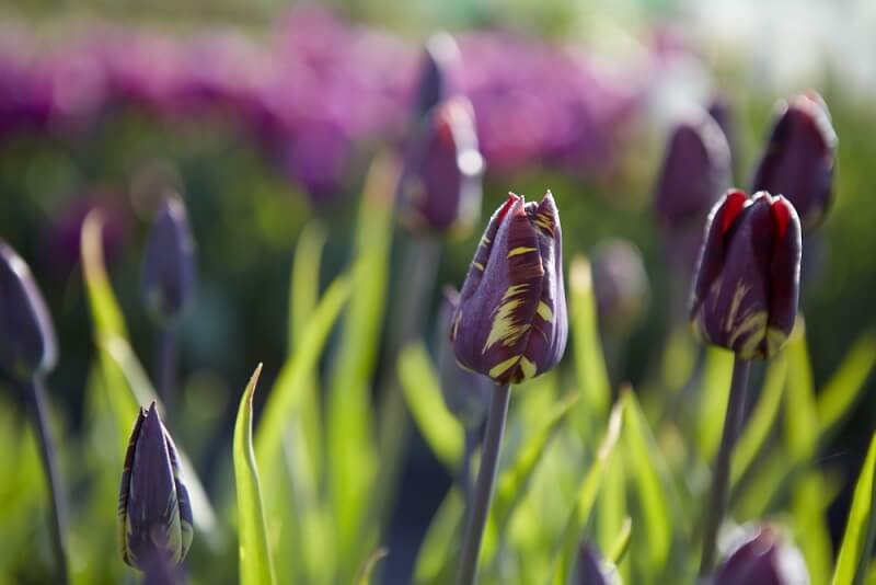 Blackland-House-Bayntun-Flowers-Historic-Tulips-9.jpg