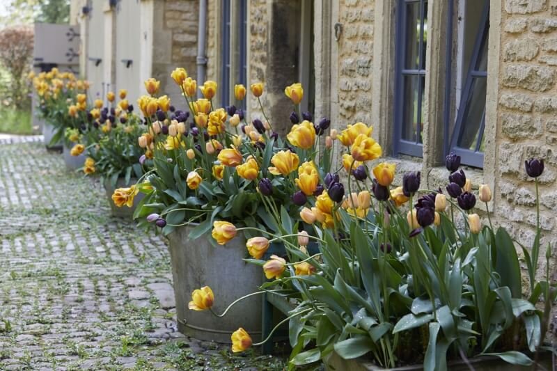 Backland-House-Bayntun-Flowers-Historic-Tulips.jpg