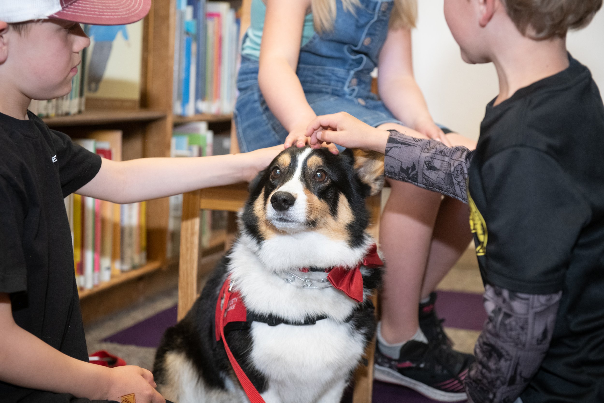 therapy dog at the library