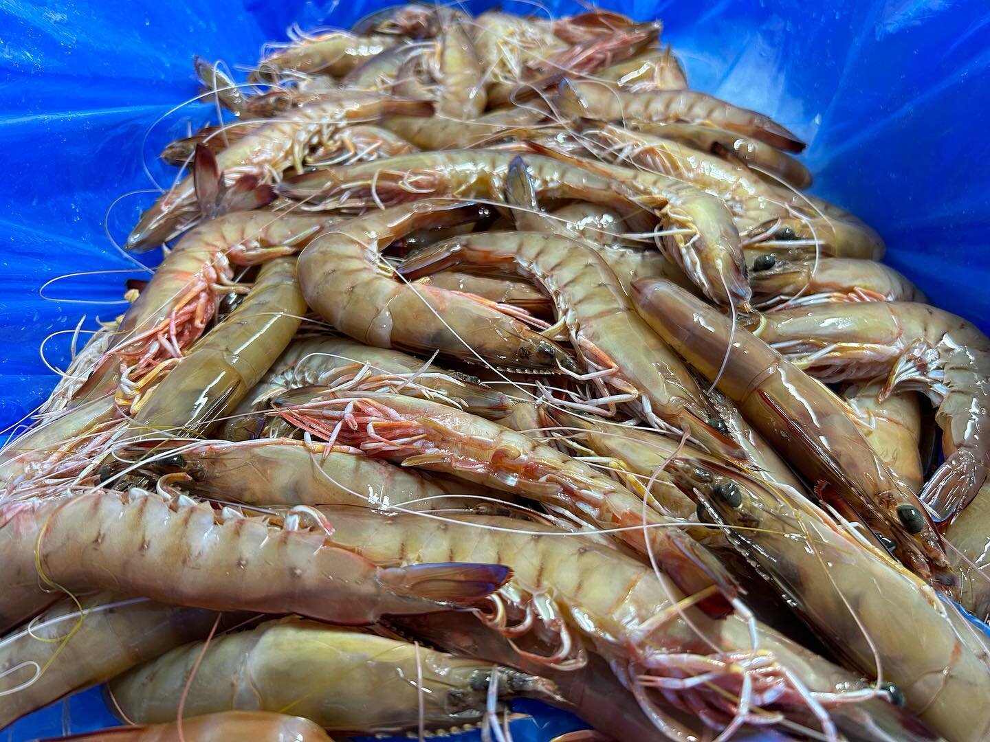 Fresh green kings prawns - get in fast we don&rsquo;t have that many 💥💥